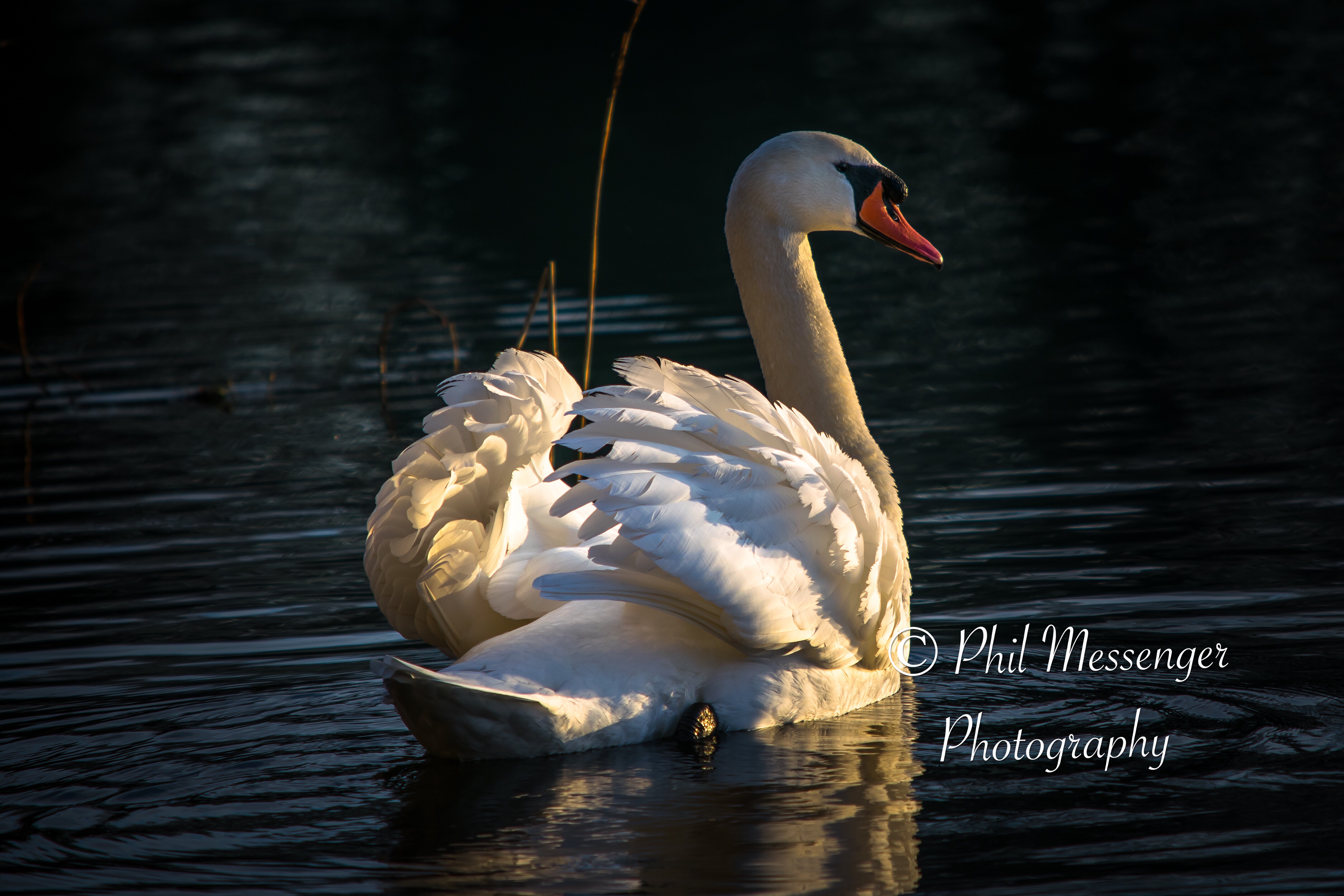 Mute Swan veiled in early morning sunshine 