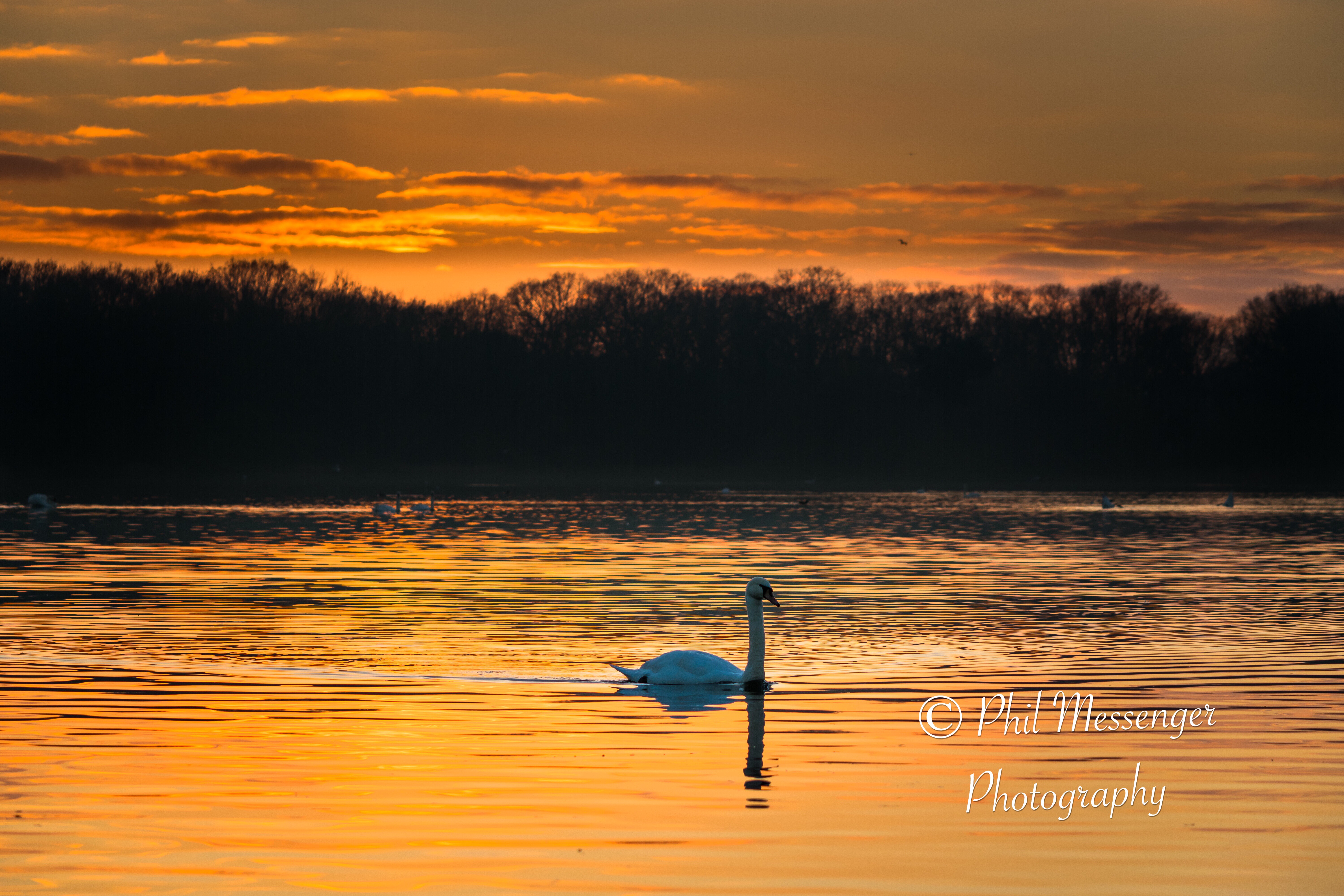 Mute swan soaking up the last light as the sun sets.