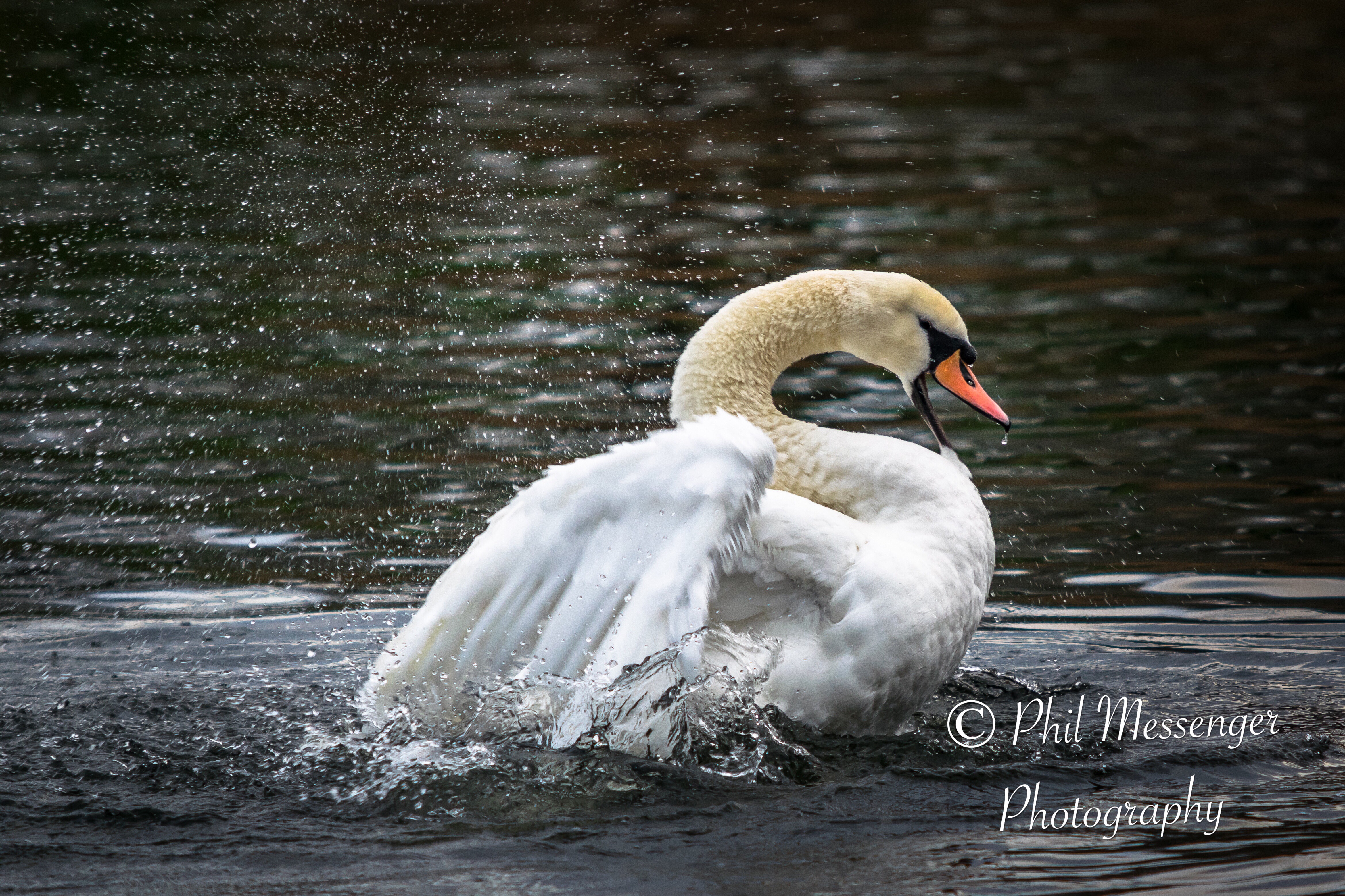 Mute Swan splashing