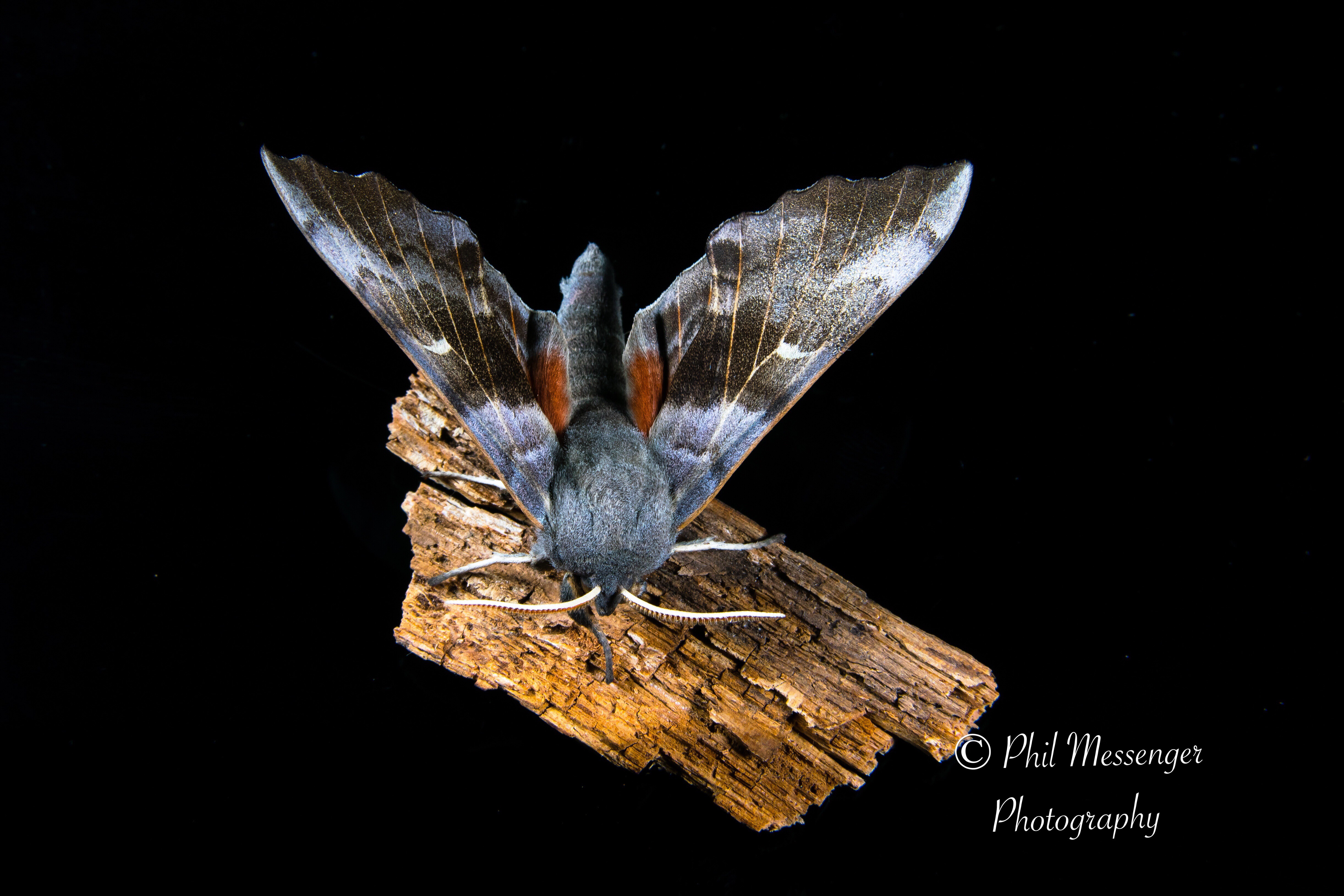 Hawk moth on black 