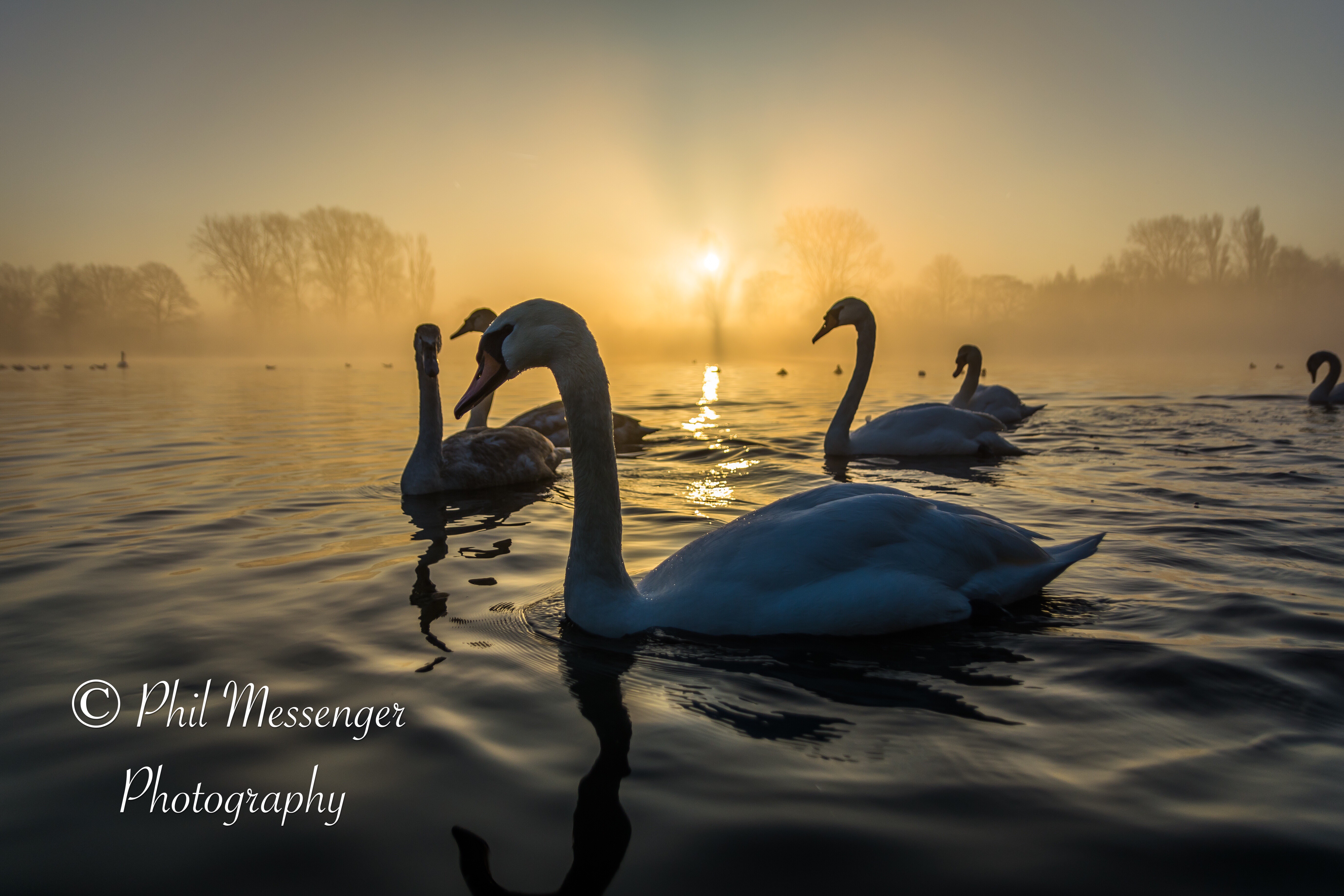 Eye to eye with swans at sunrise.