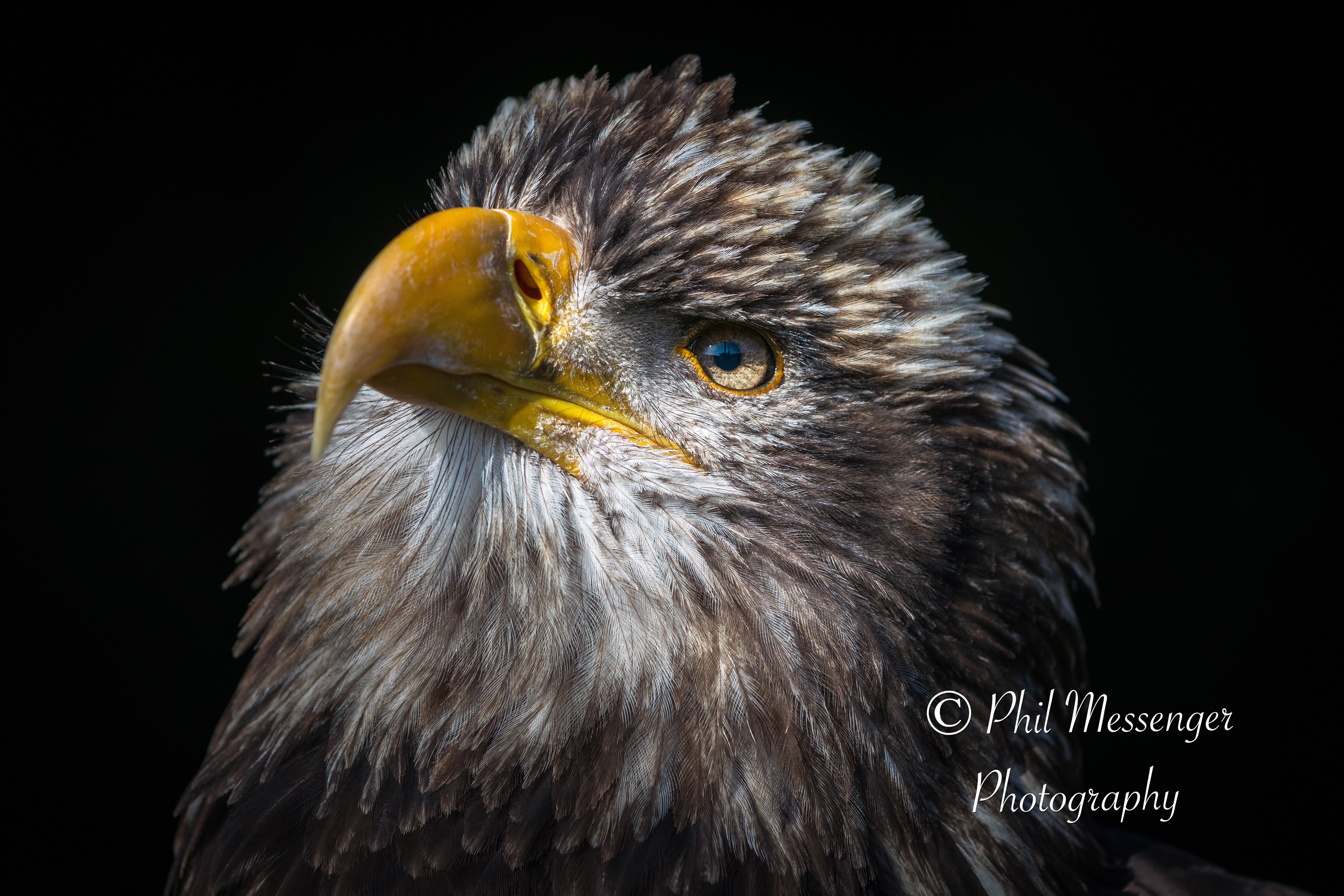 Eagle portrait taken at Millets Farm, Oxfordshire 