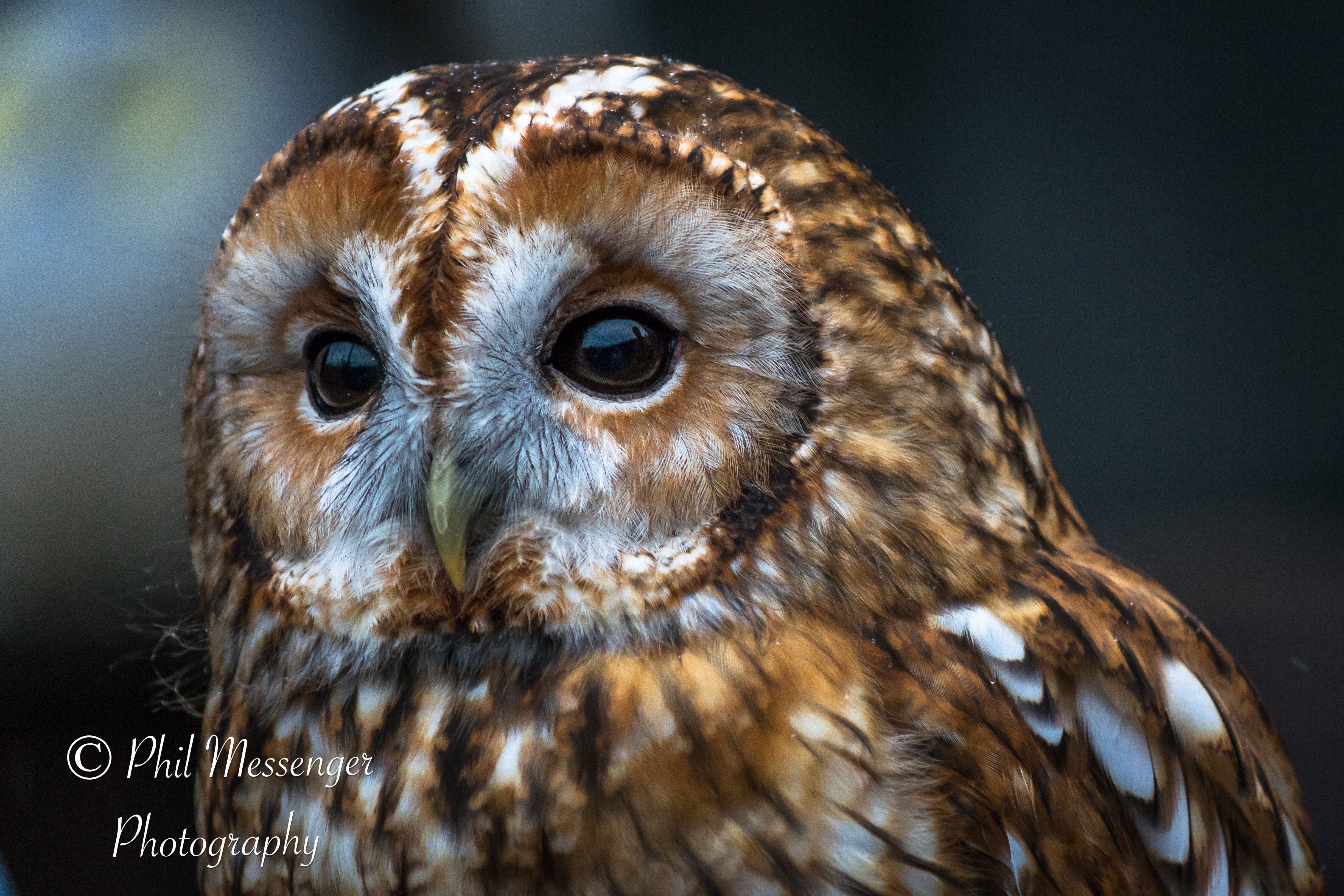 Tawny owl taken at Millets falconry centre, Oxfordshire.