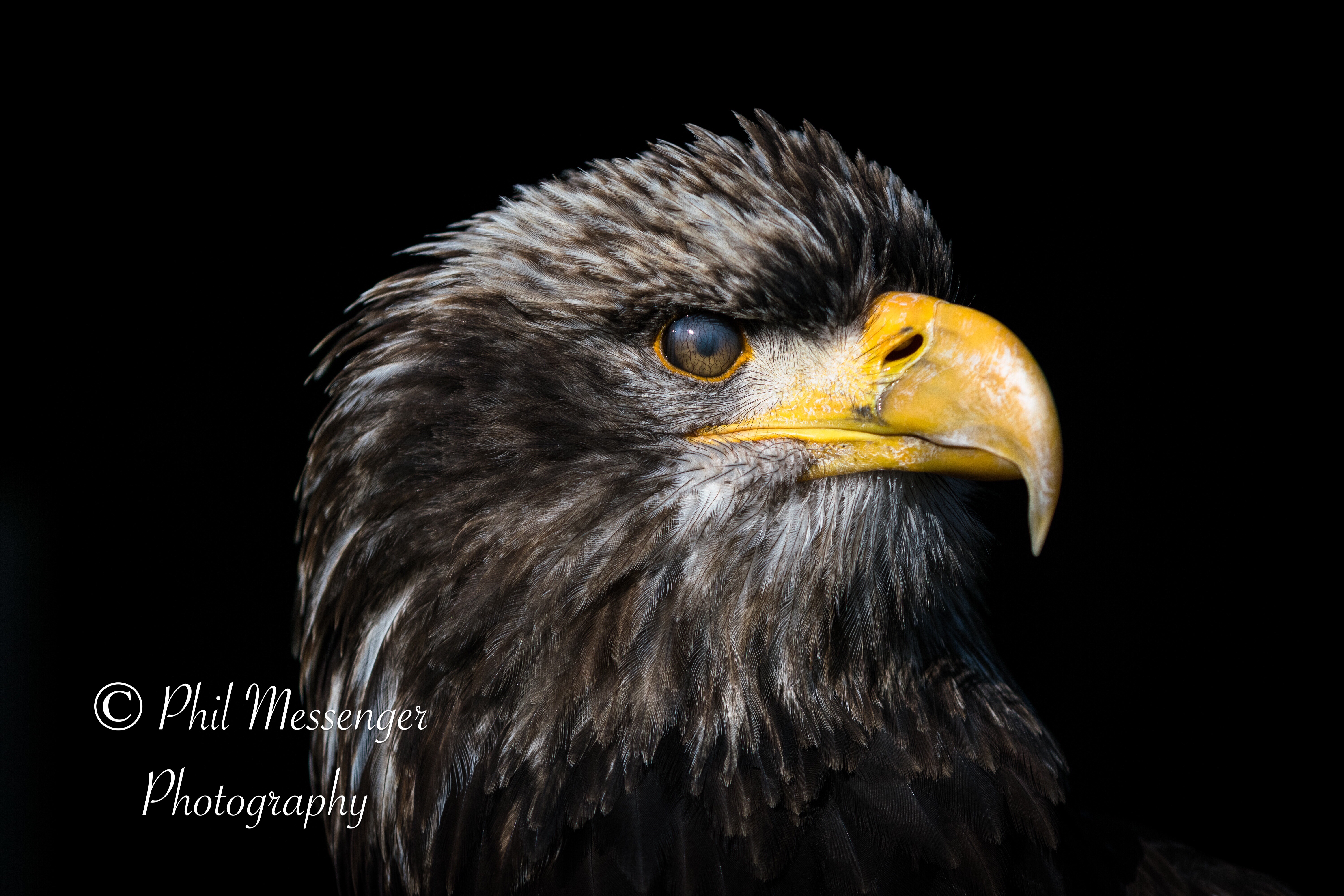 Eagle portrait taken at Millets falconry centre, Oxfordshire.