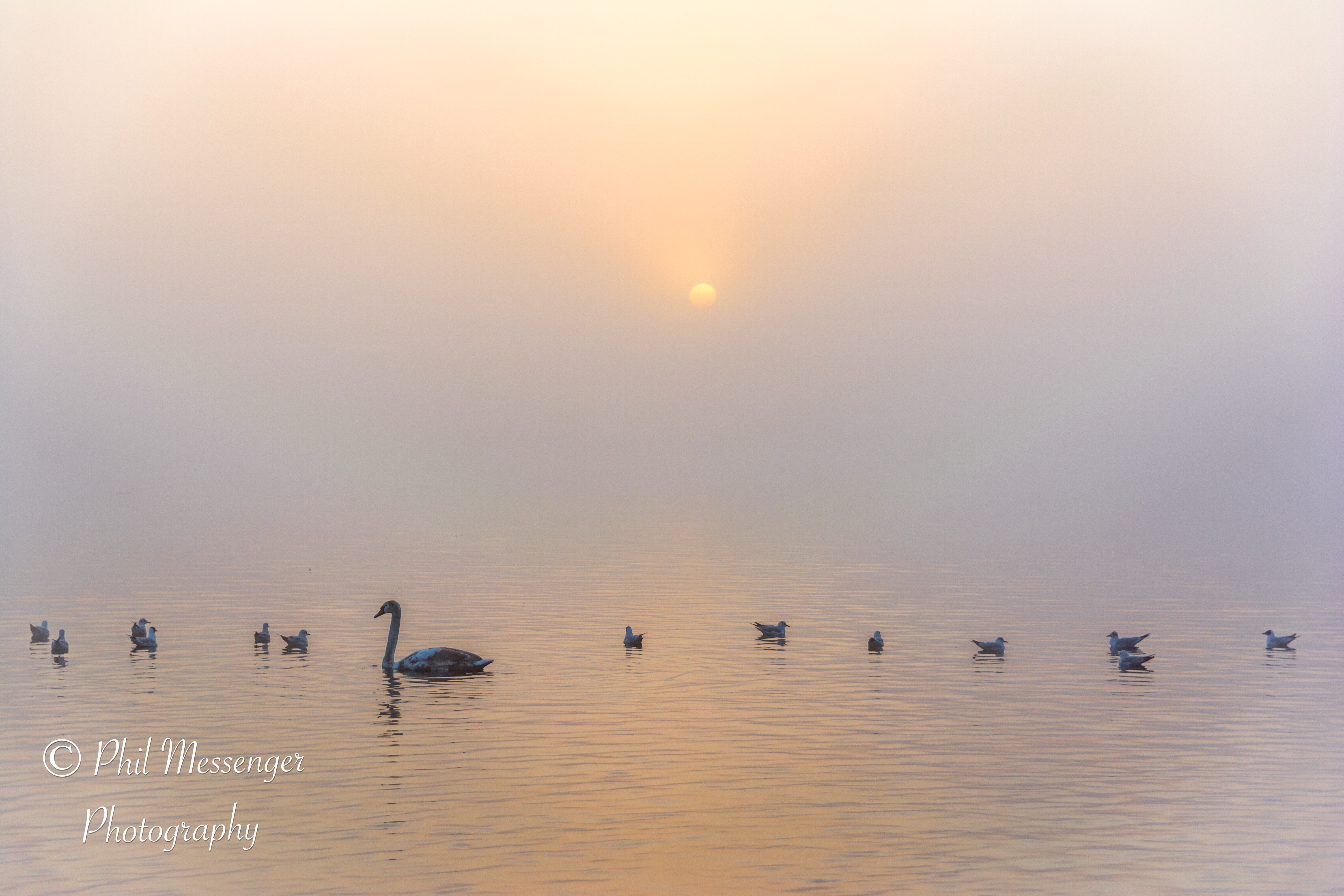 Early birds waiting for the morning fog to lift