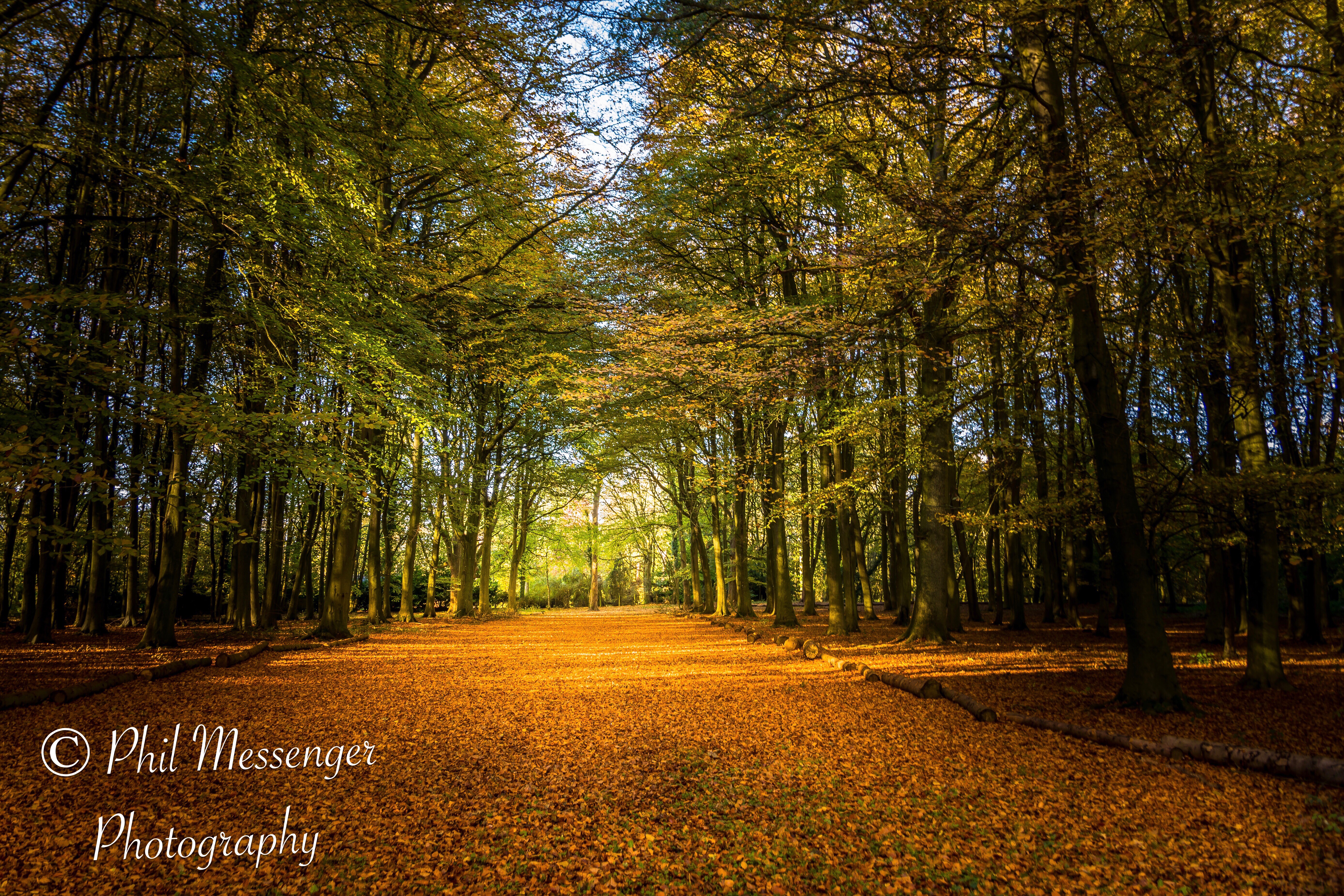 Autumn walk through the trees at Badbury Clump, Faringdon.