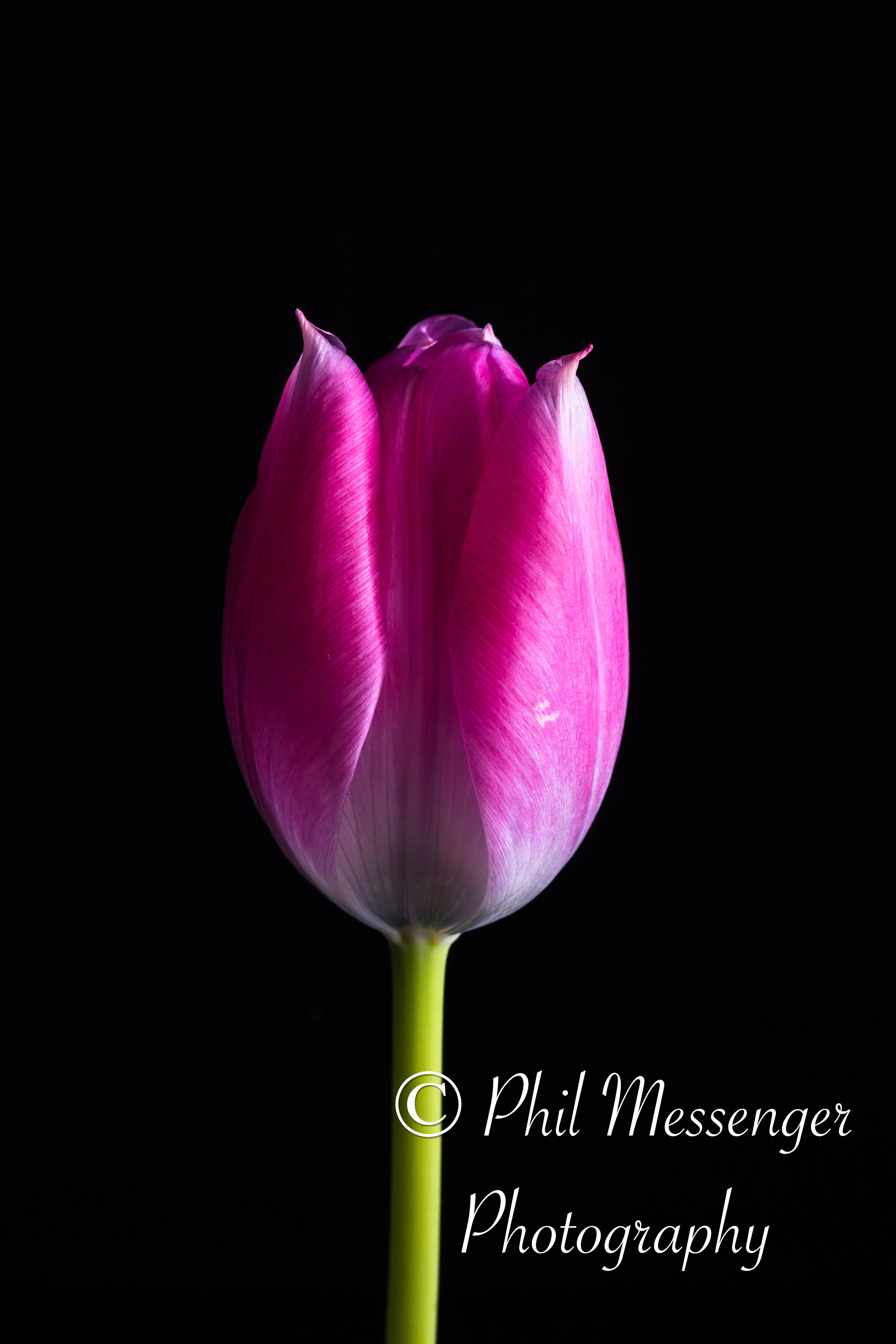 Pink tulip on a black background 