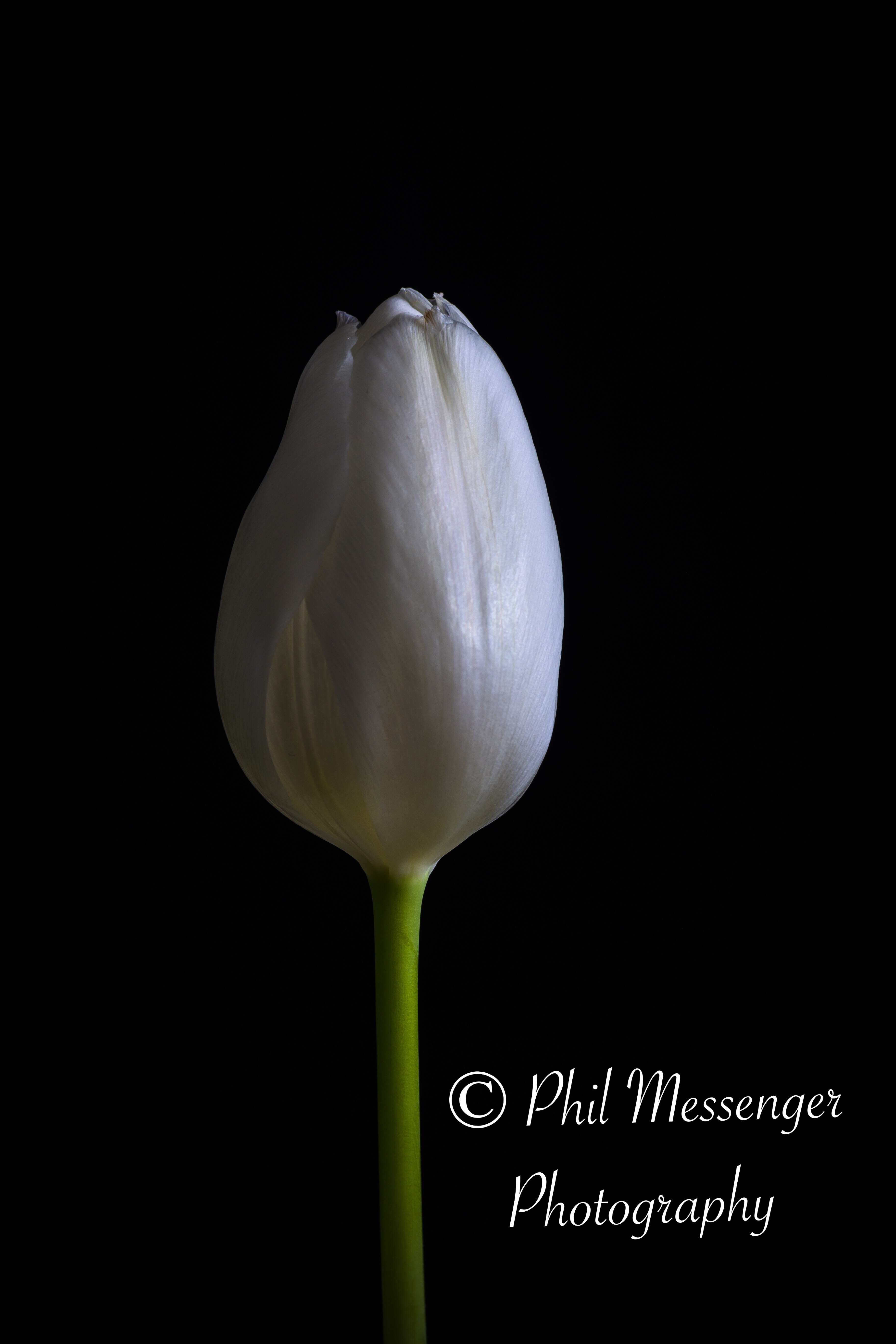 White tulip on a black background.