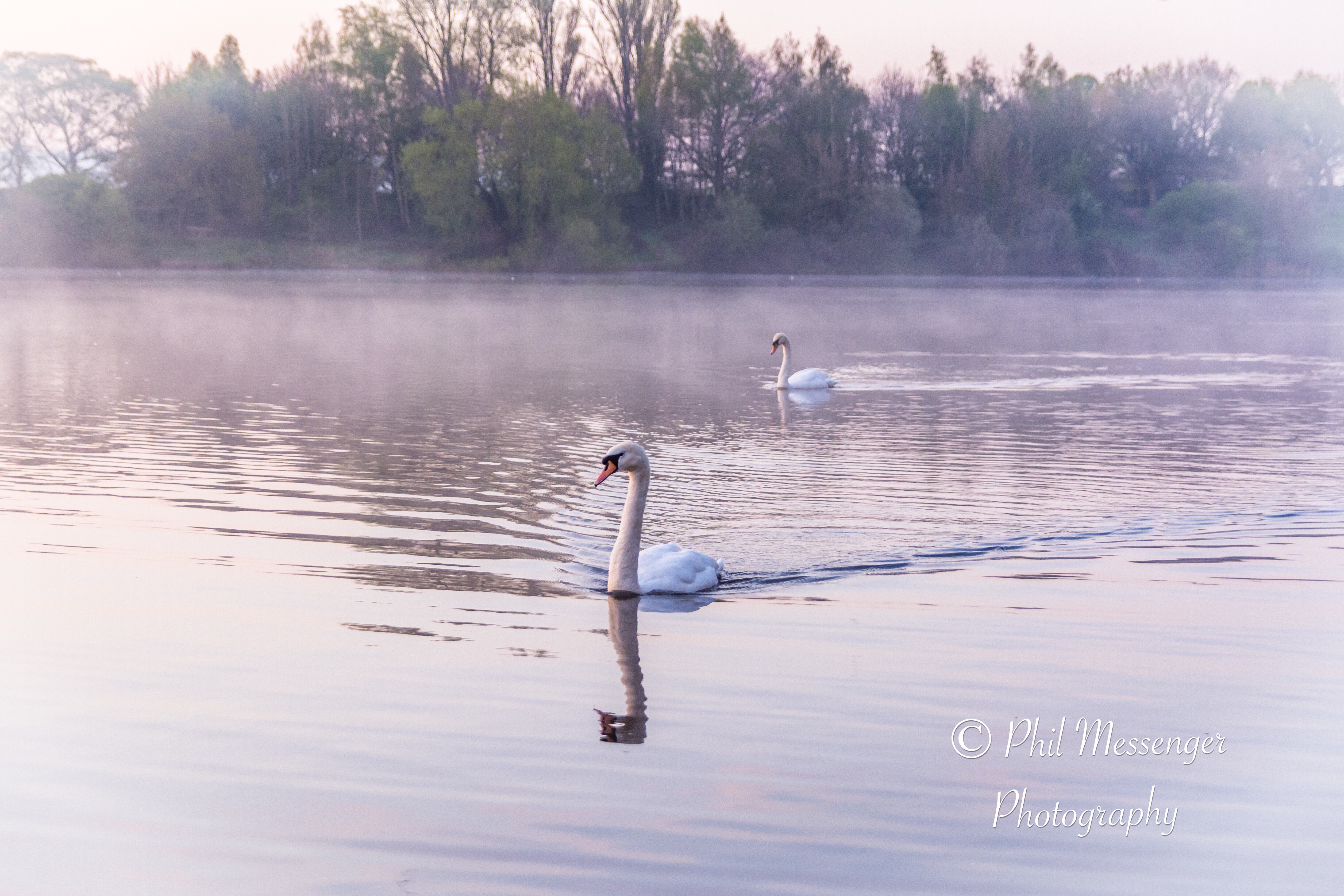 Swans in the mist at Coate Water, Swindon.