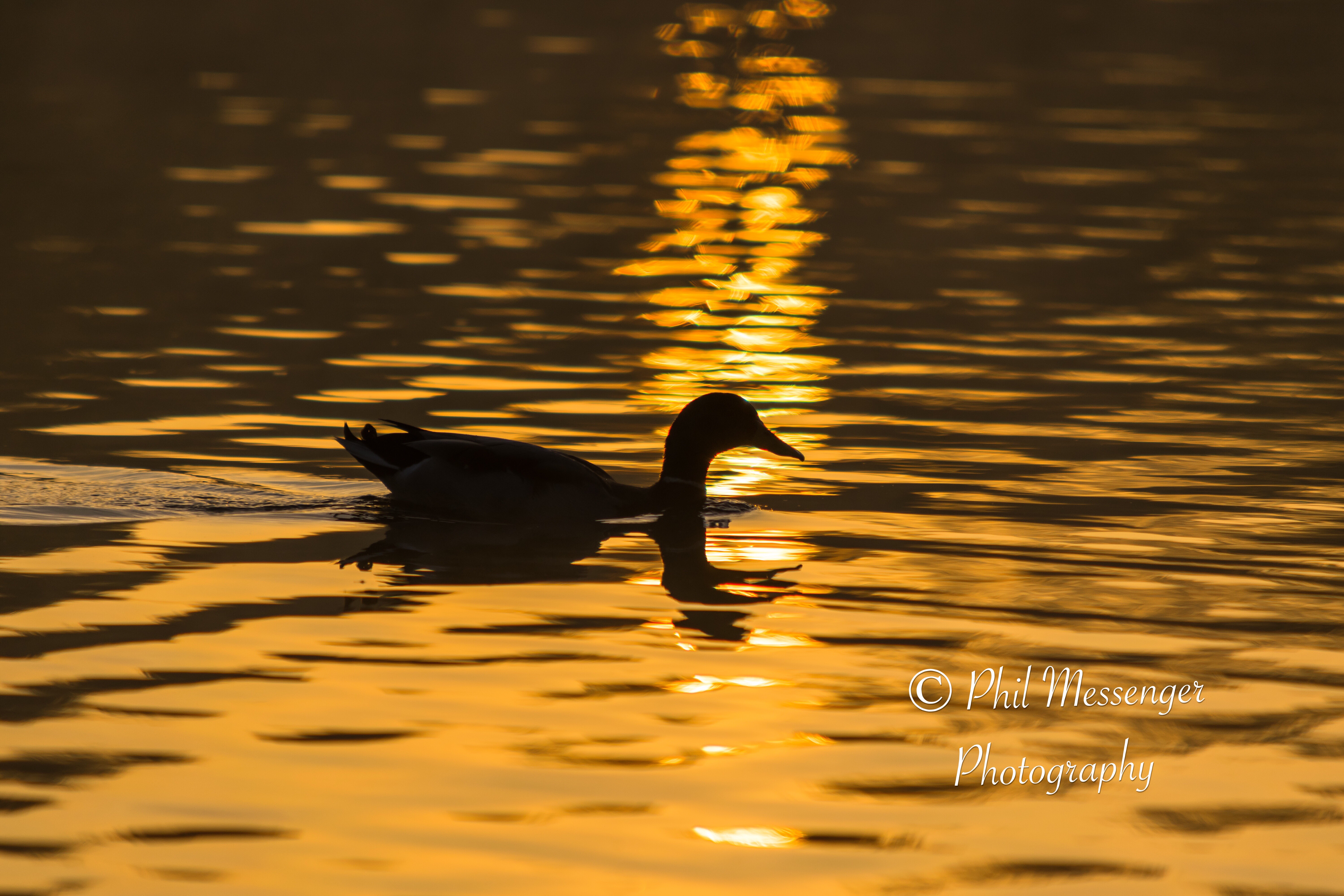 A duck silhouette taken against the early morning sunrise on Saturday.