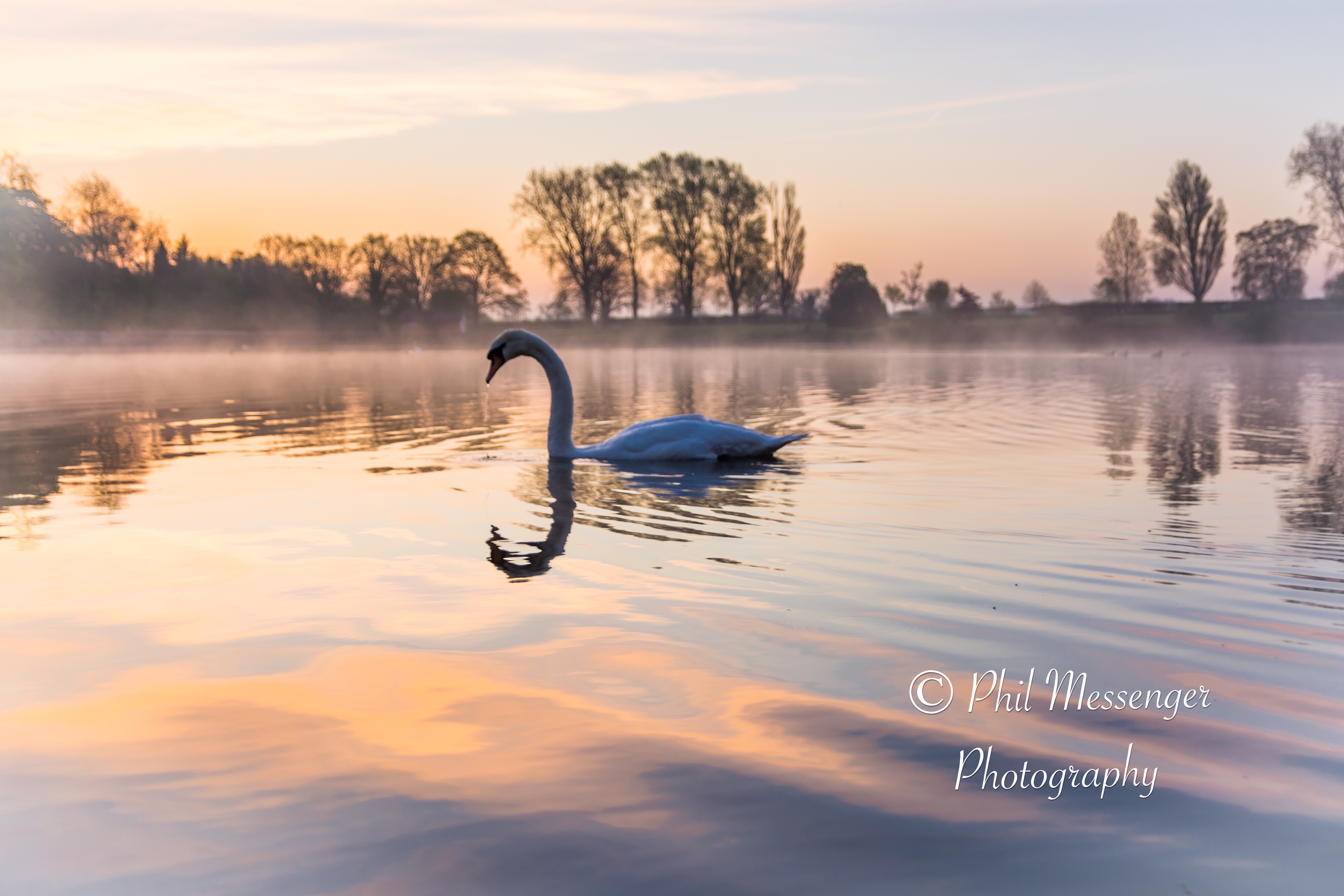 Mute swan displaying grace and beauty on a calm misty lake