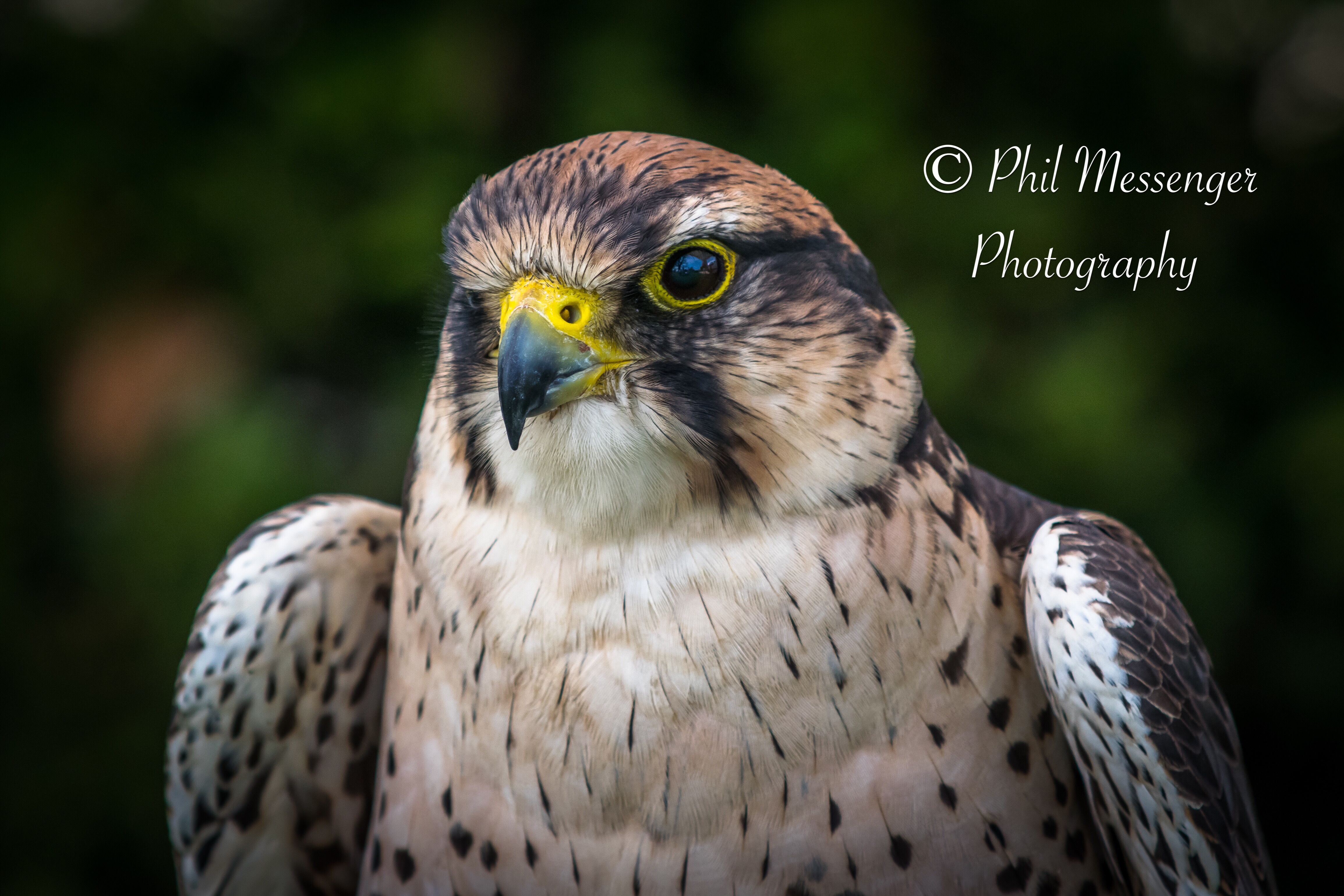 A Lanner falcon taken at Cotswold wildlife park, Burford. Displayed by Cotswold falconry.