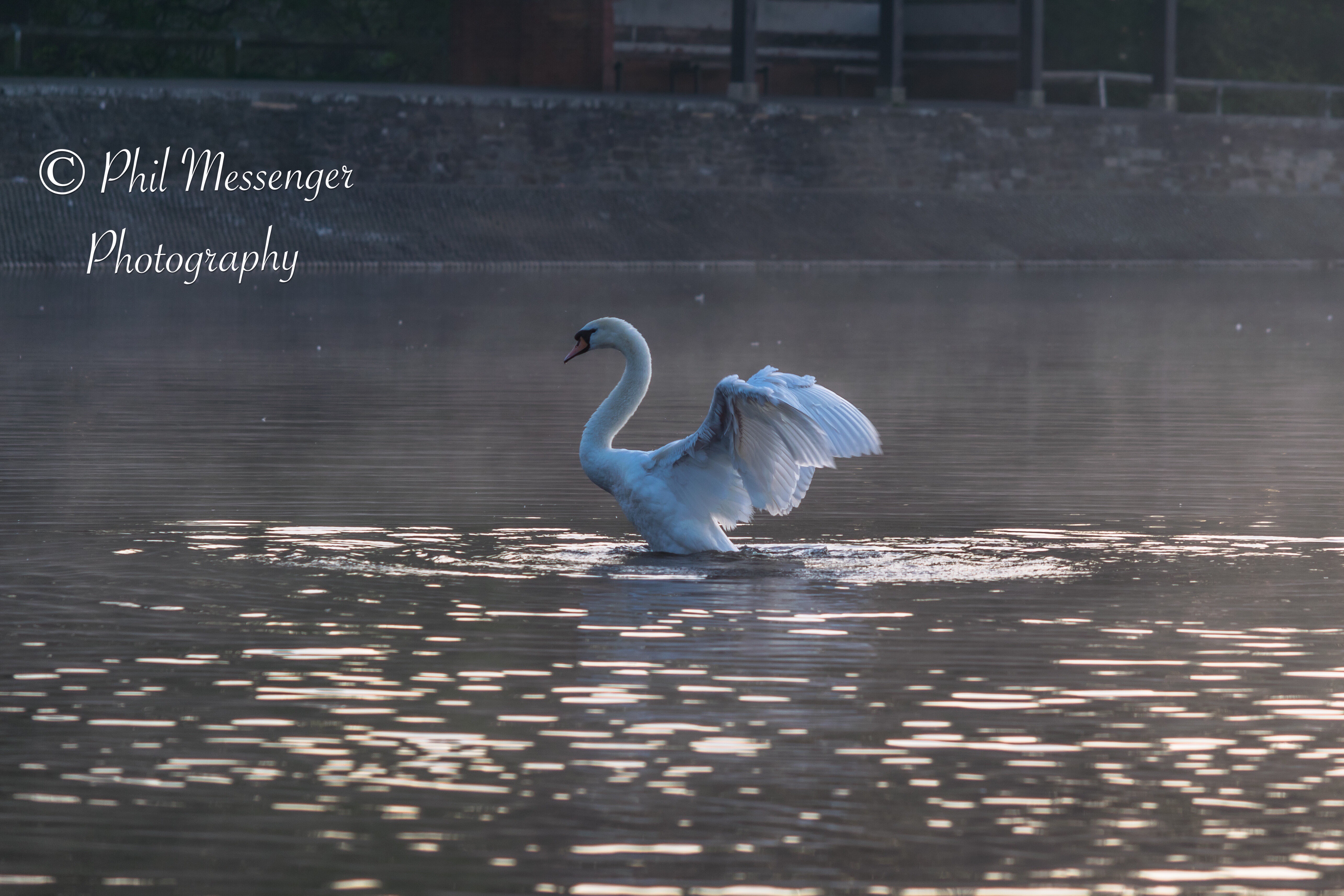 Mute swan stretching itâ€™s wings at Coate Water, Swindon.