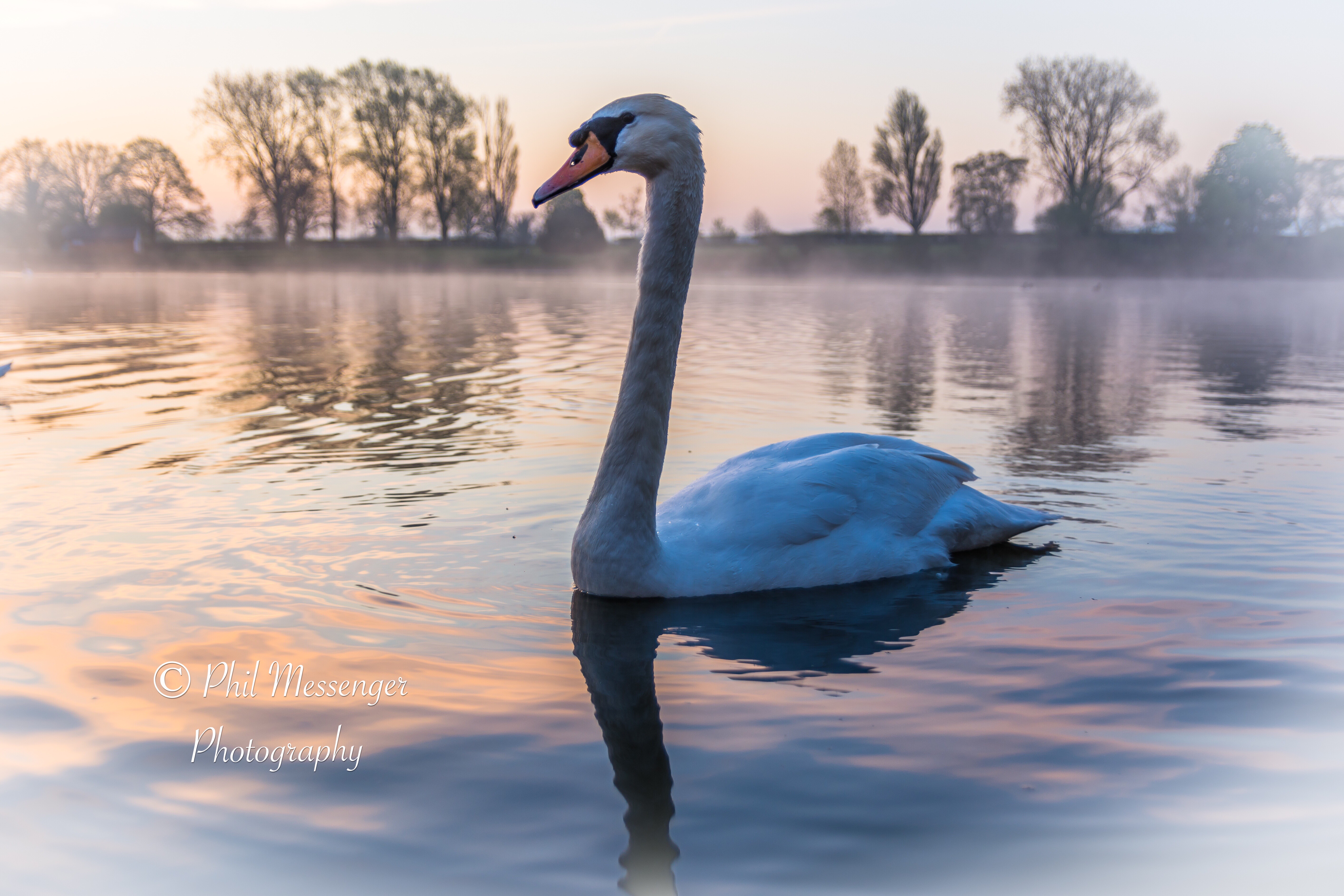 Mute swan in early morning light at Coate Water, Swindon.