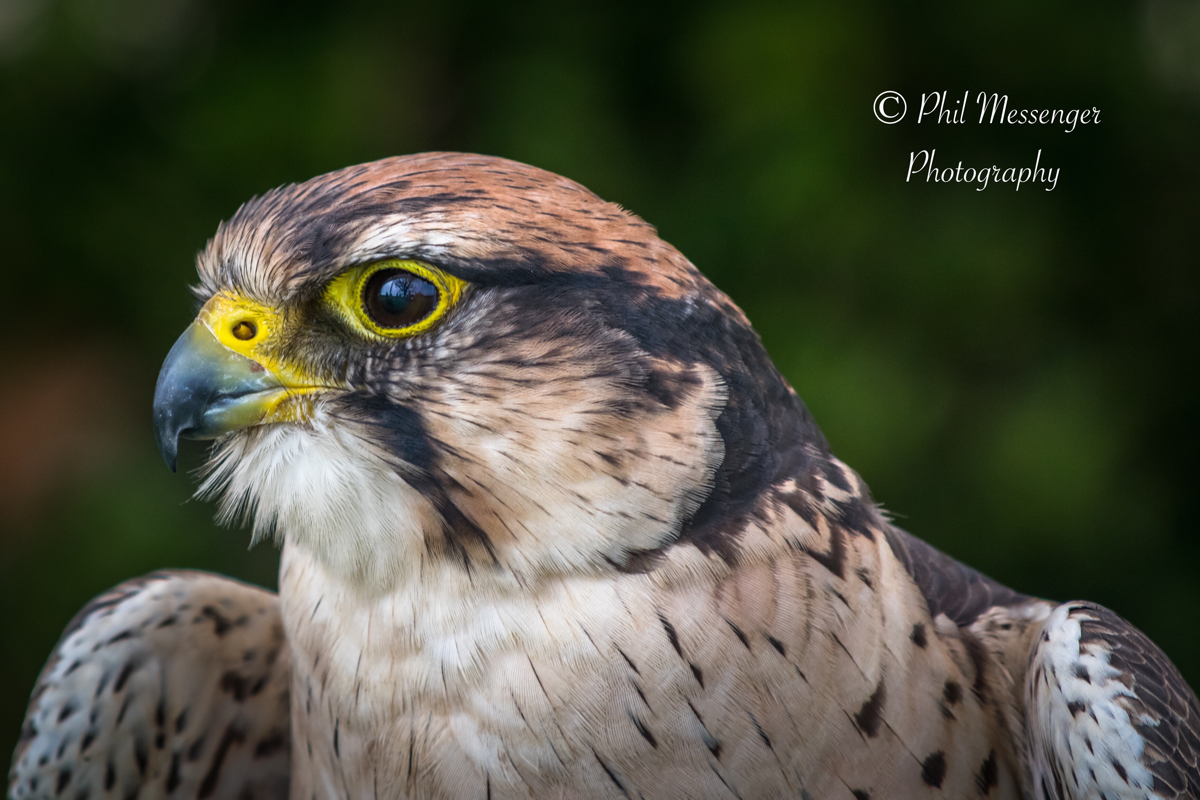 A Lanner falcon taken at Cotswold wildlife park, displayed by Cotswold Falconry.