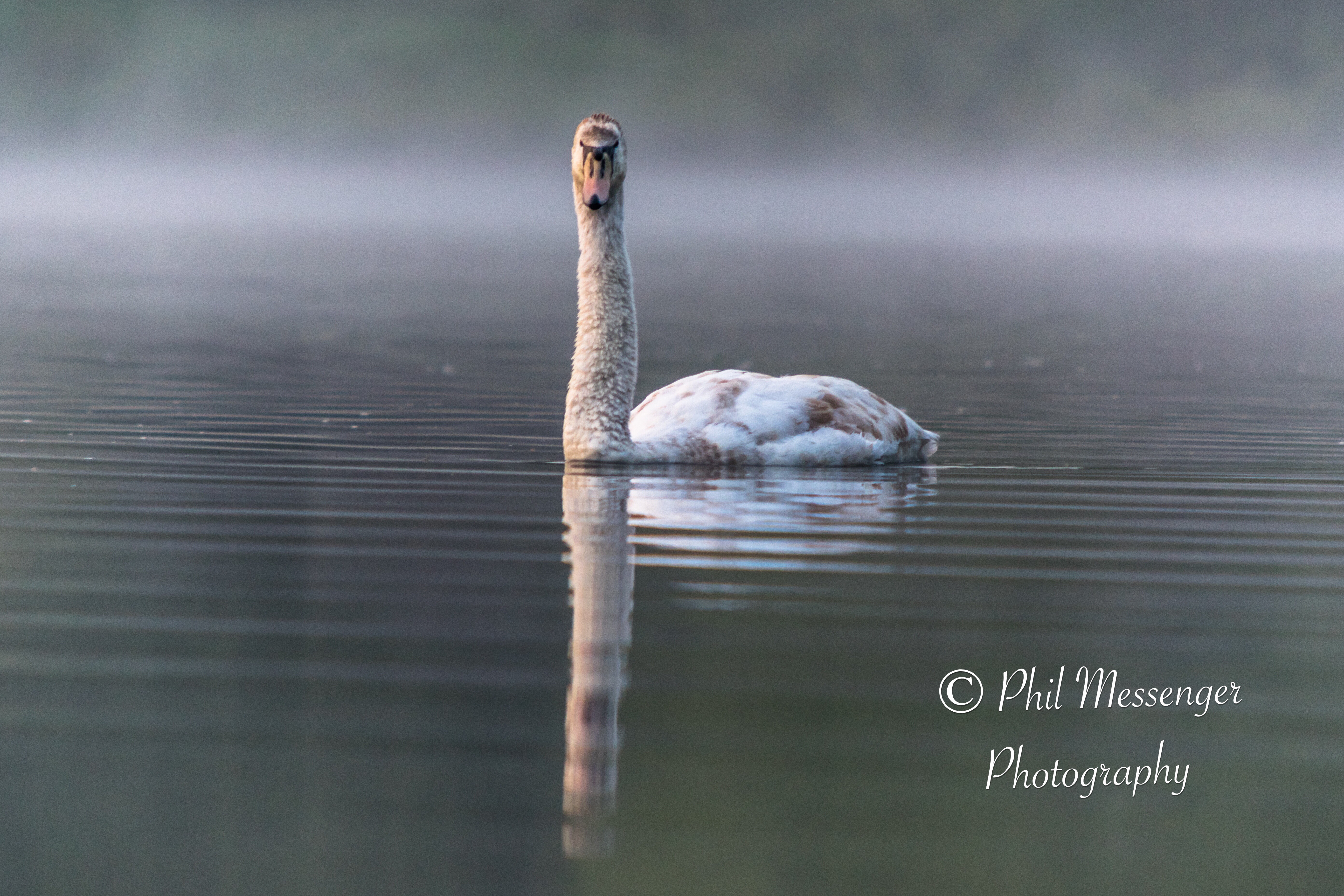 Mute swan taken at Coate Water on a cold misty spring morning 