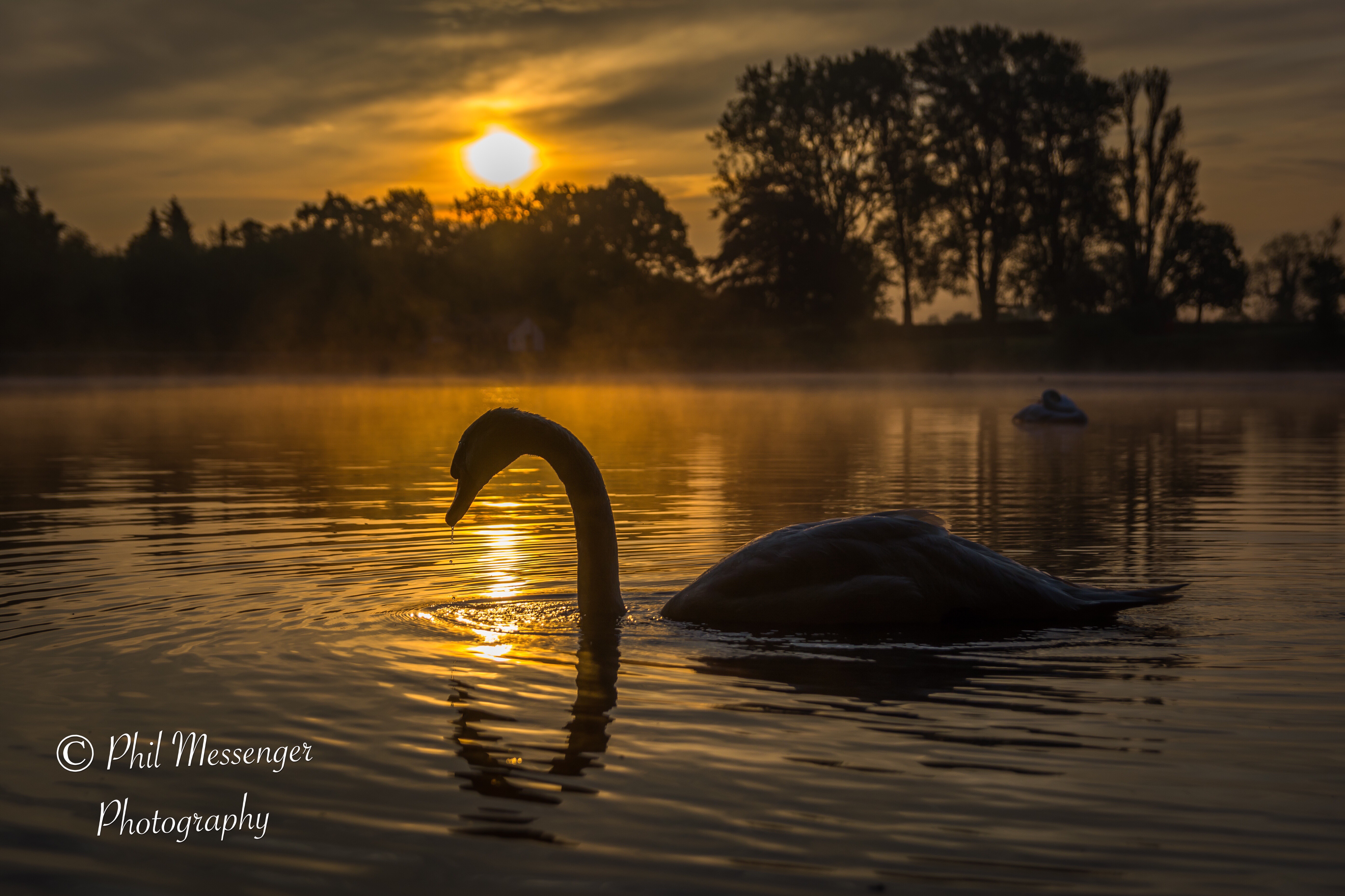 Mute Swan silhouetted against Sunday mornings  rising sun at Coate Water, Swindon .