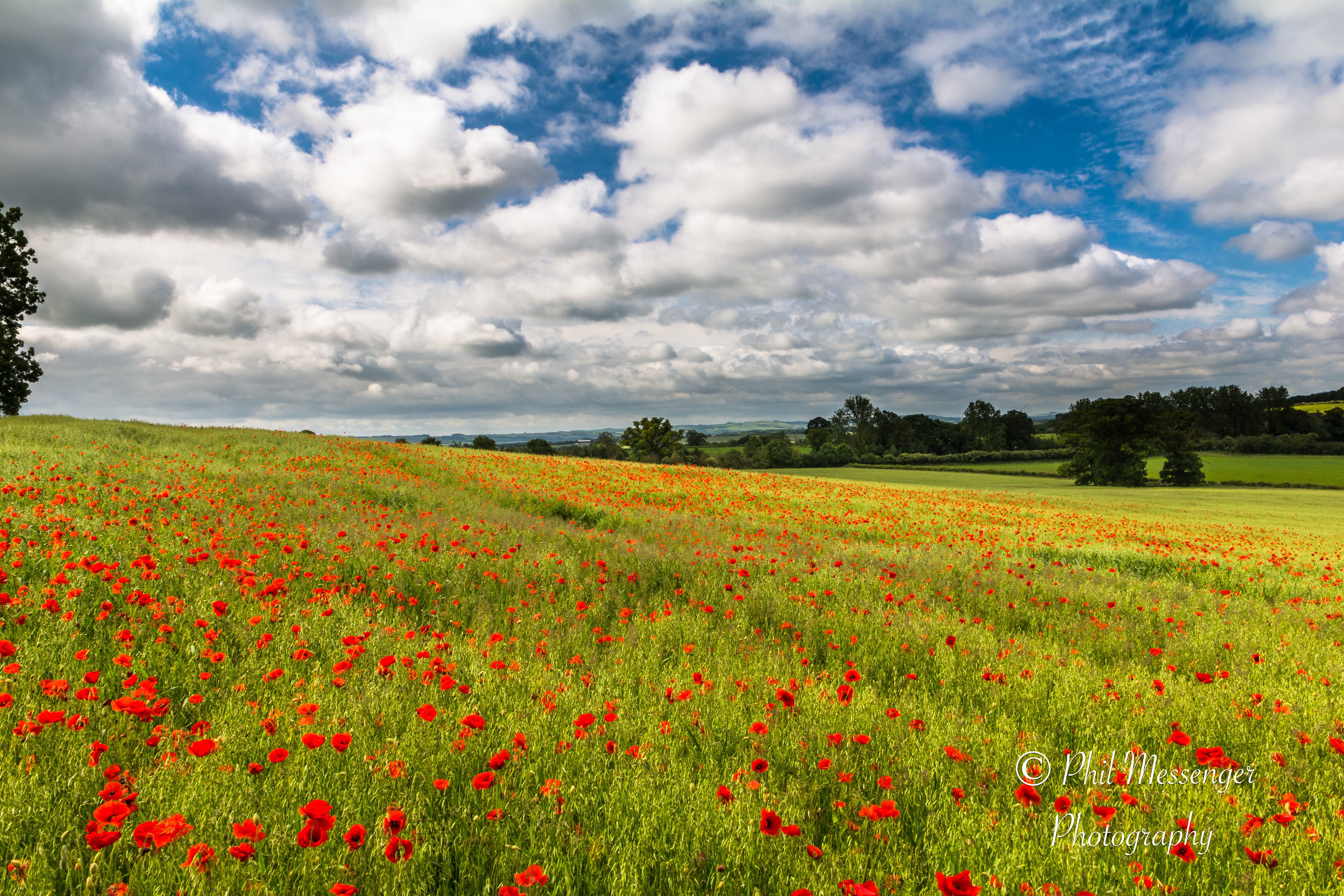 A sea of poppies at Badbury Hill, Faringdon, Oxfordshire