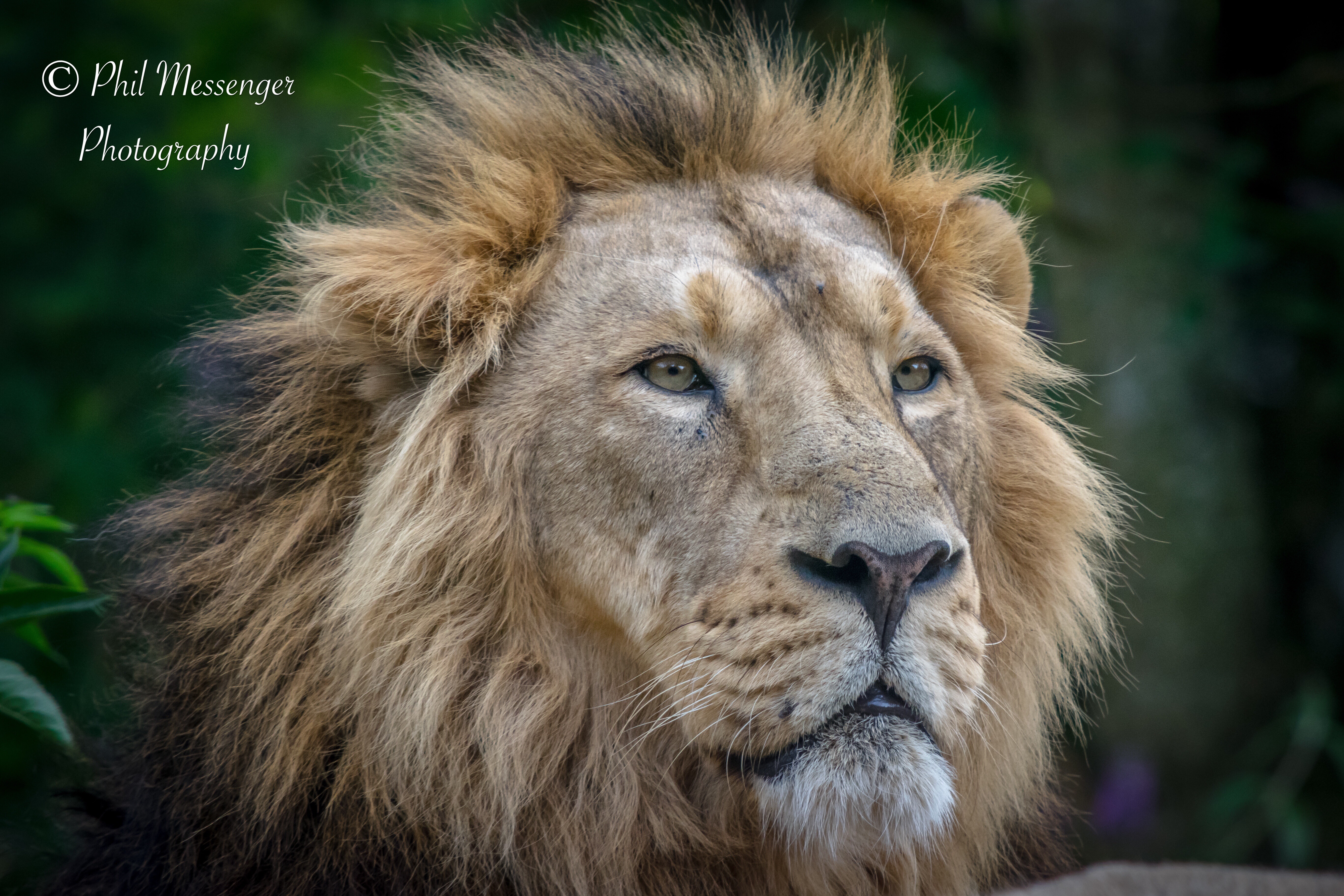 A male Asiatic lion (Panthera leo persicus) taken at Cotswold wildlife park, Burford, Oxfordshire.