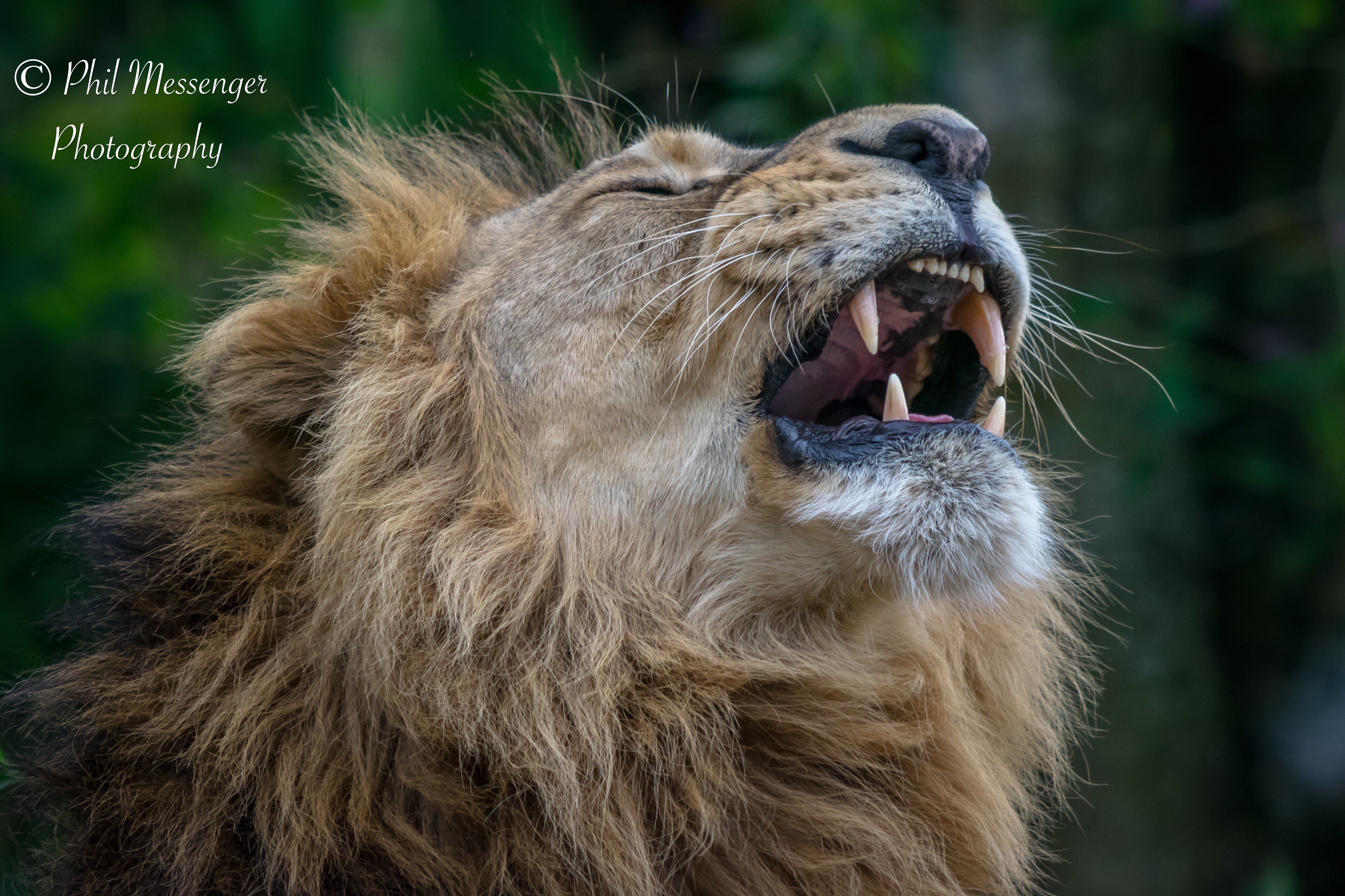 A male Asiatic lion (Panthera leo persicus) taken at Cotswold wildlife park, Burford, Oxfordshire.