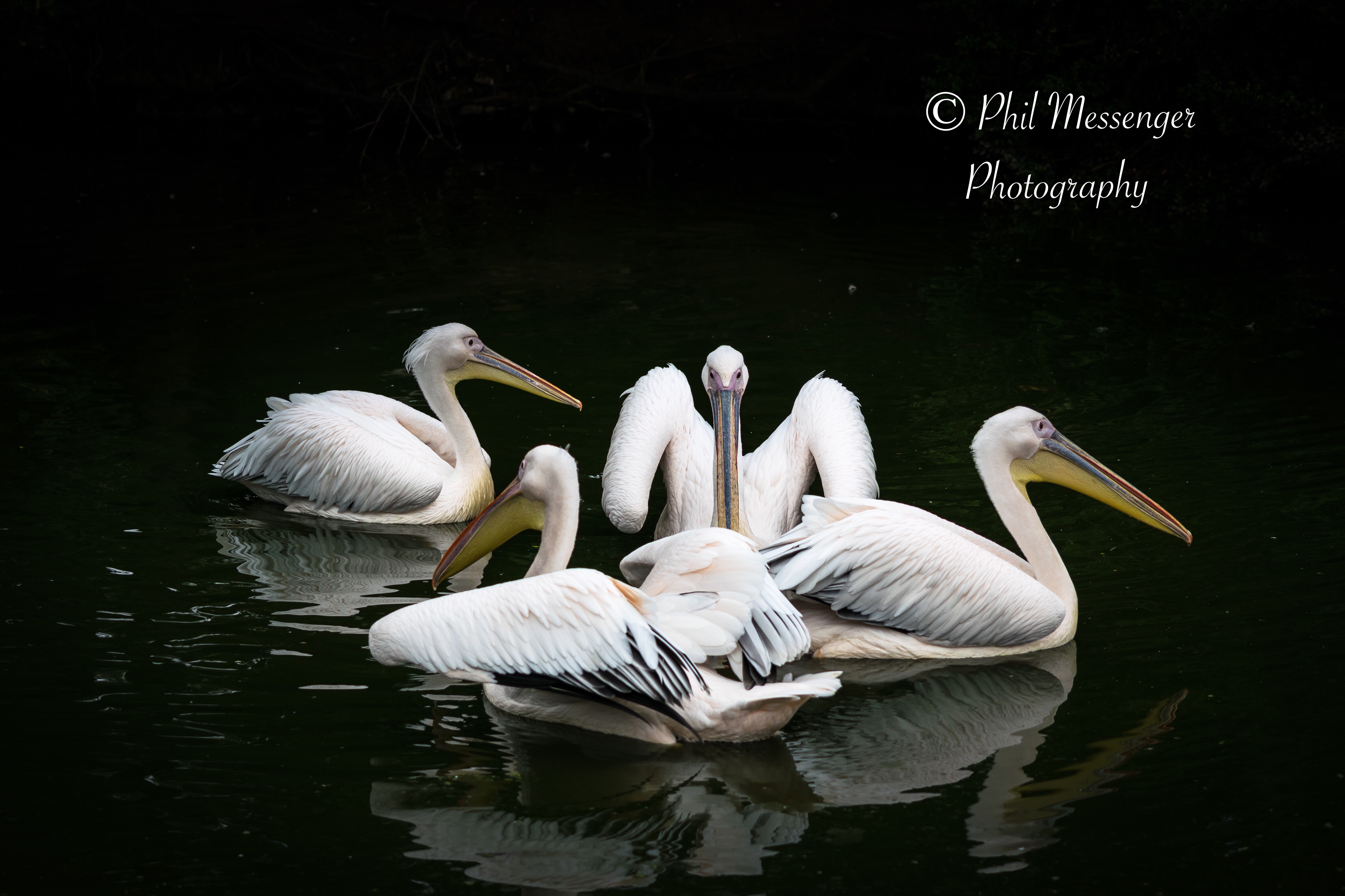Eastern White Pelicans taken at Cotswold wildlife park, Burford, Oxfordshire