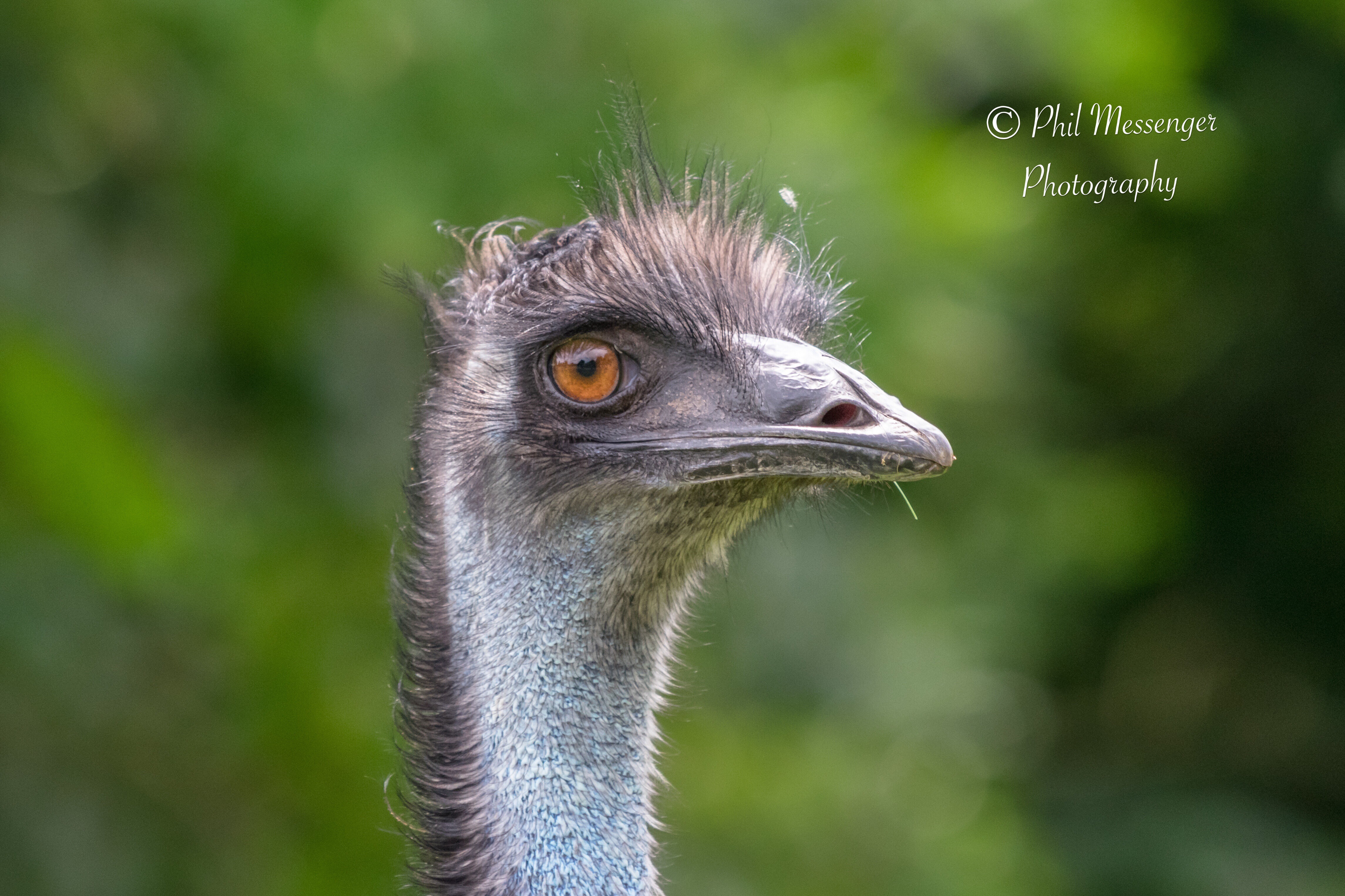 Emu portrait taken at Cotswold wildlife park, Burford, Oxfordshire.