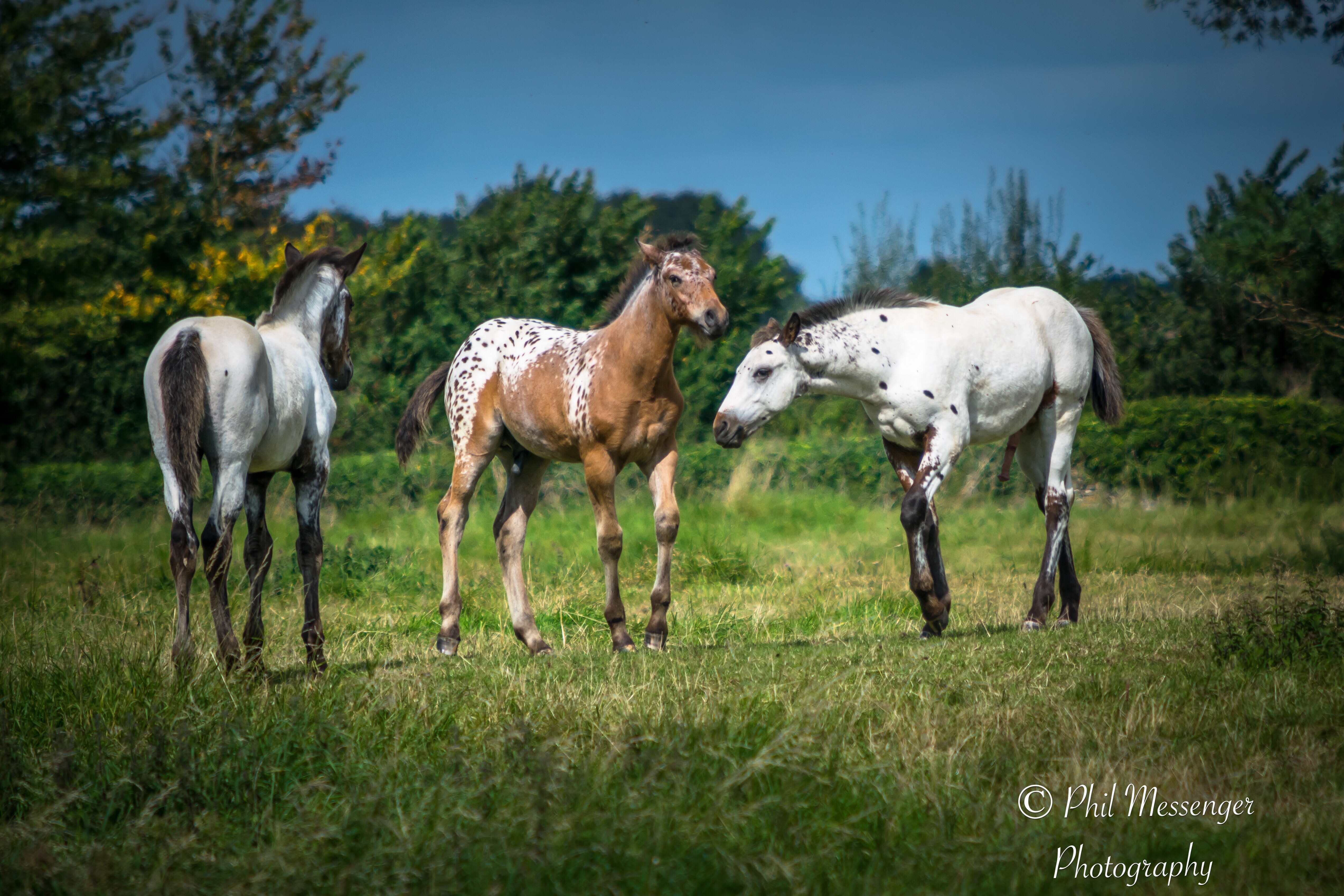 Horses in a field at Latton, Wiltshire.