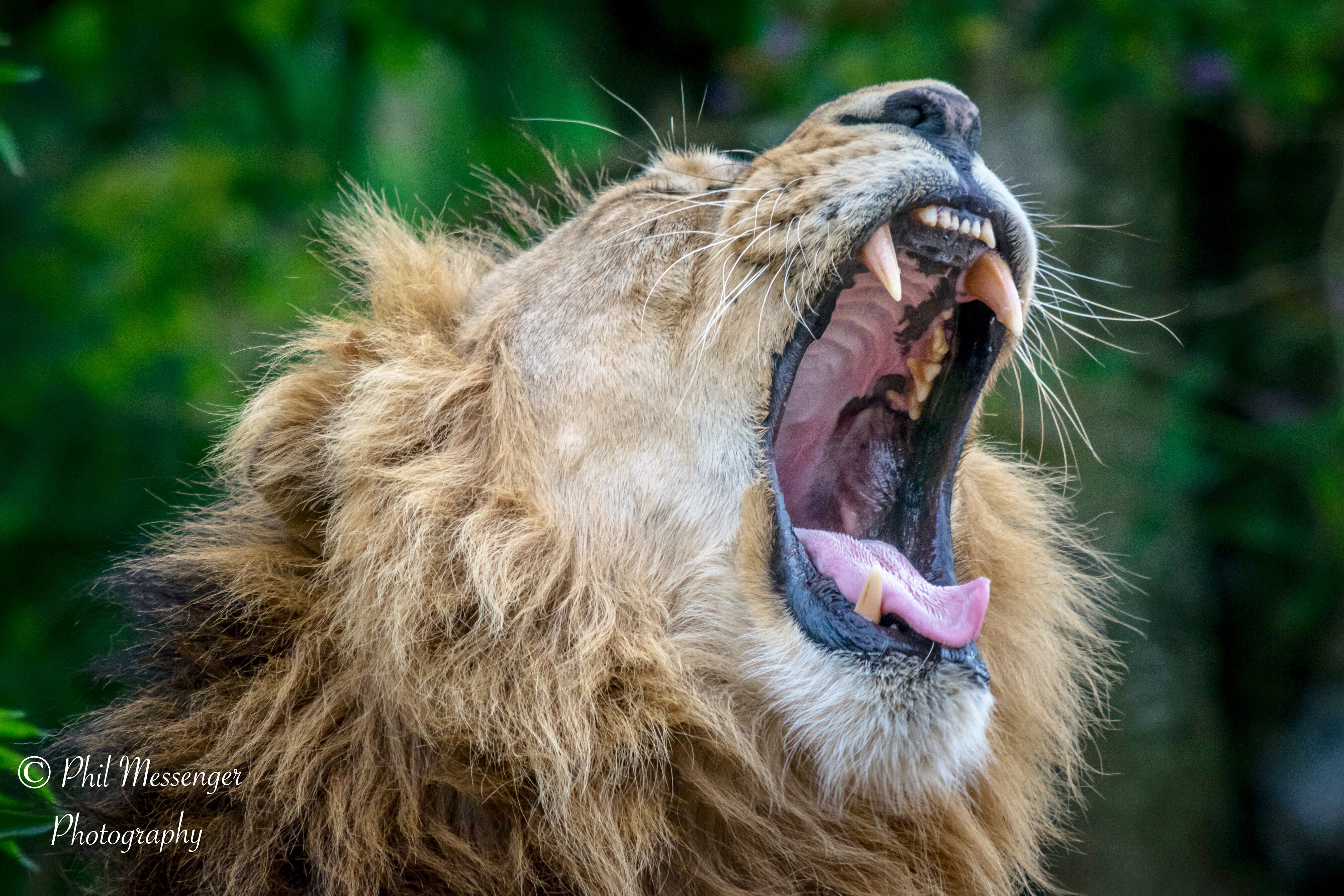 The sharp end of an Asiatic Lion at Cotswold wildlife park, Burford, Oxfordshire.