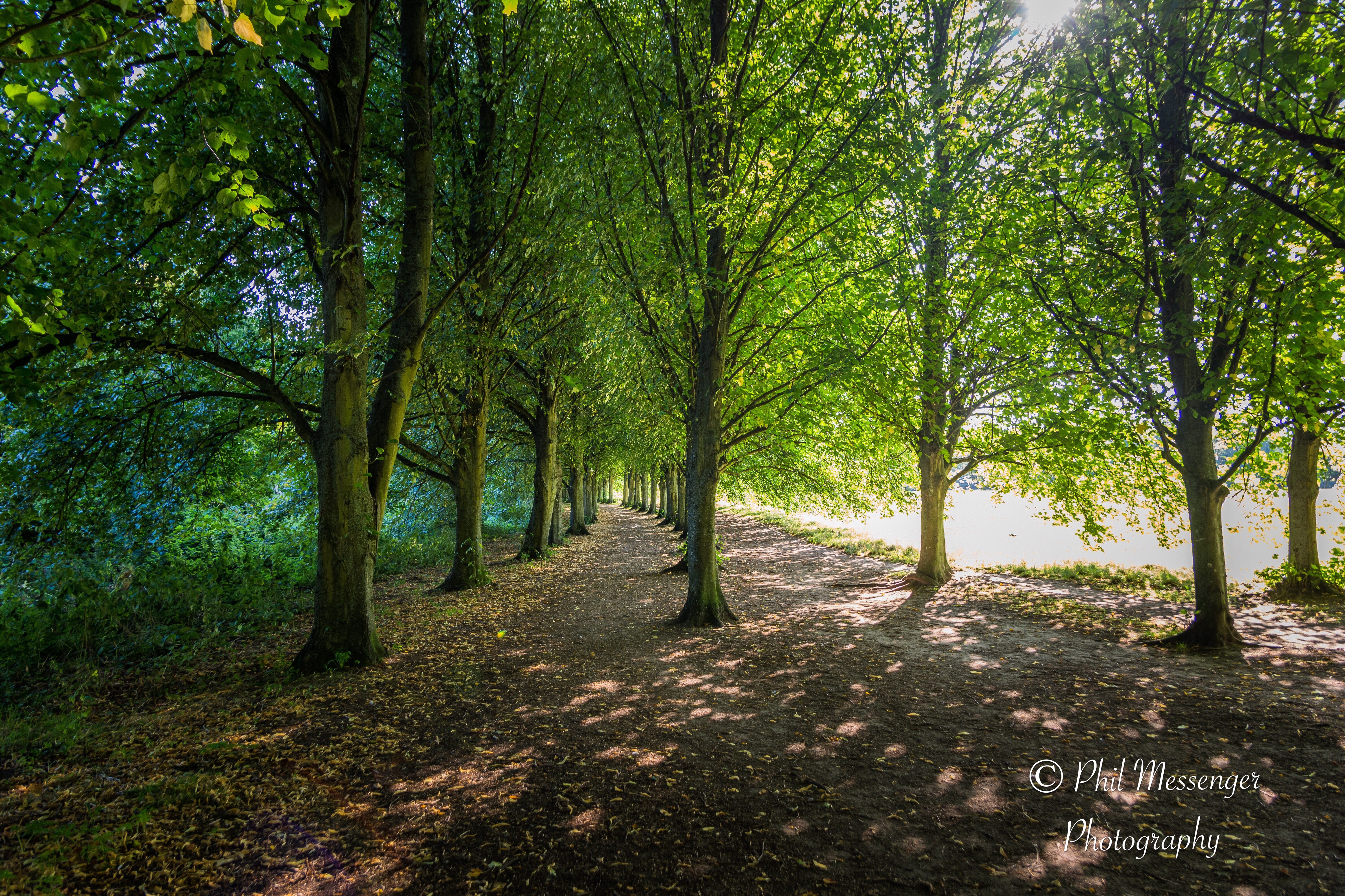 Dappled sunlight through the avenue of trees at Coate Water, Swindon.