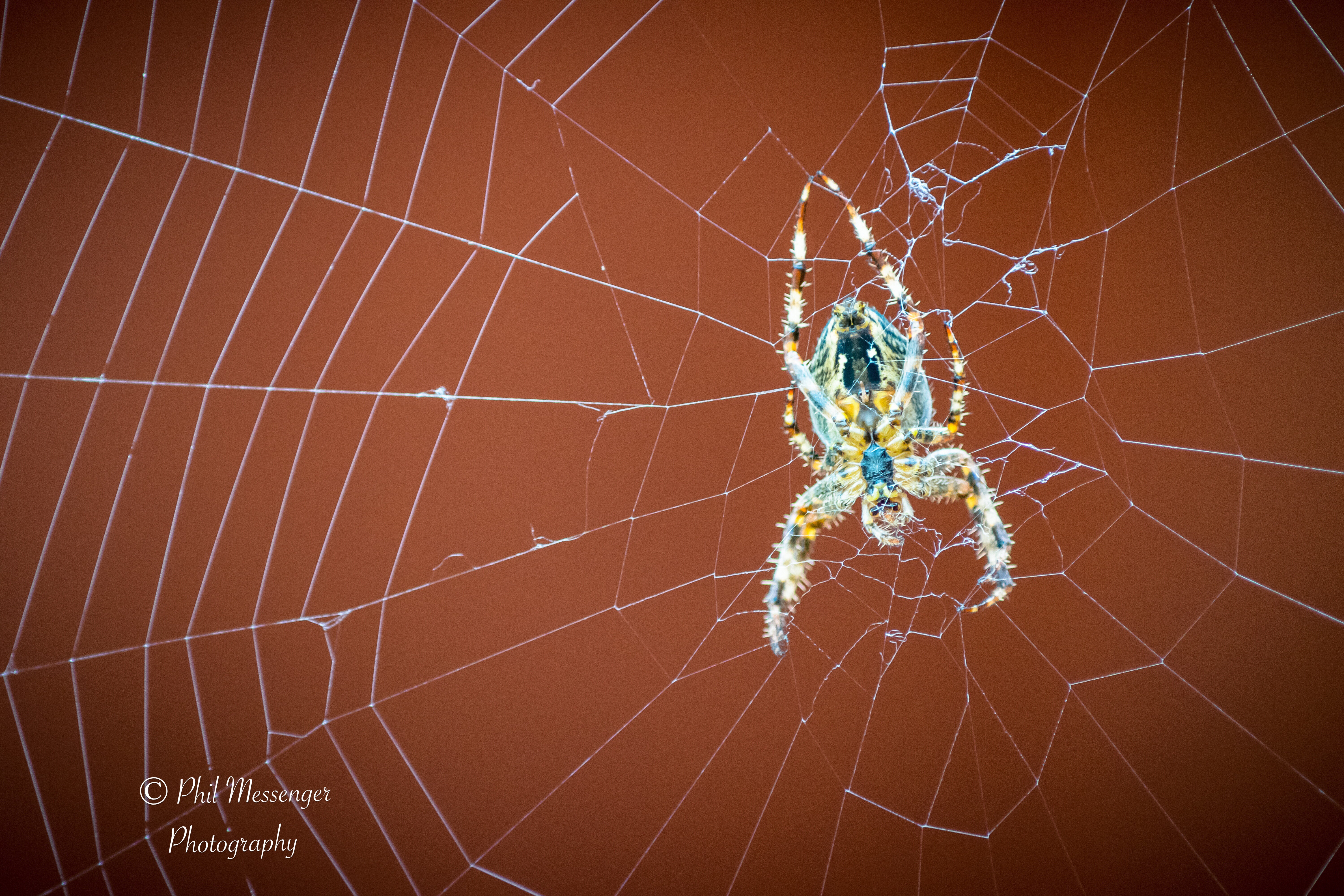 Found this little Garden Spider on a cobweb by my garden shed, Swindon, Wiltshire. Probably not everyoneâ€™s cup of tea ðŸ˜‰