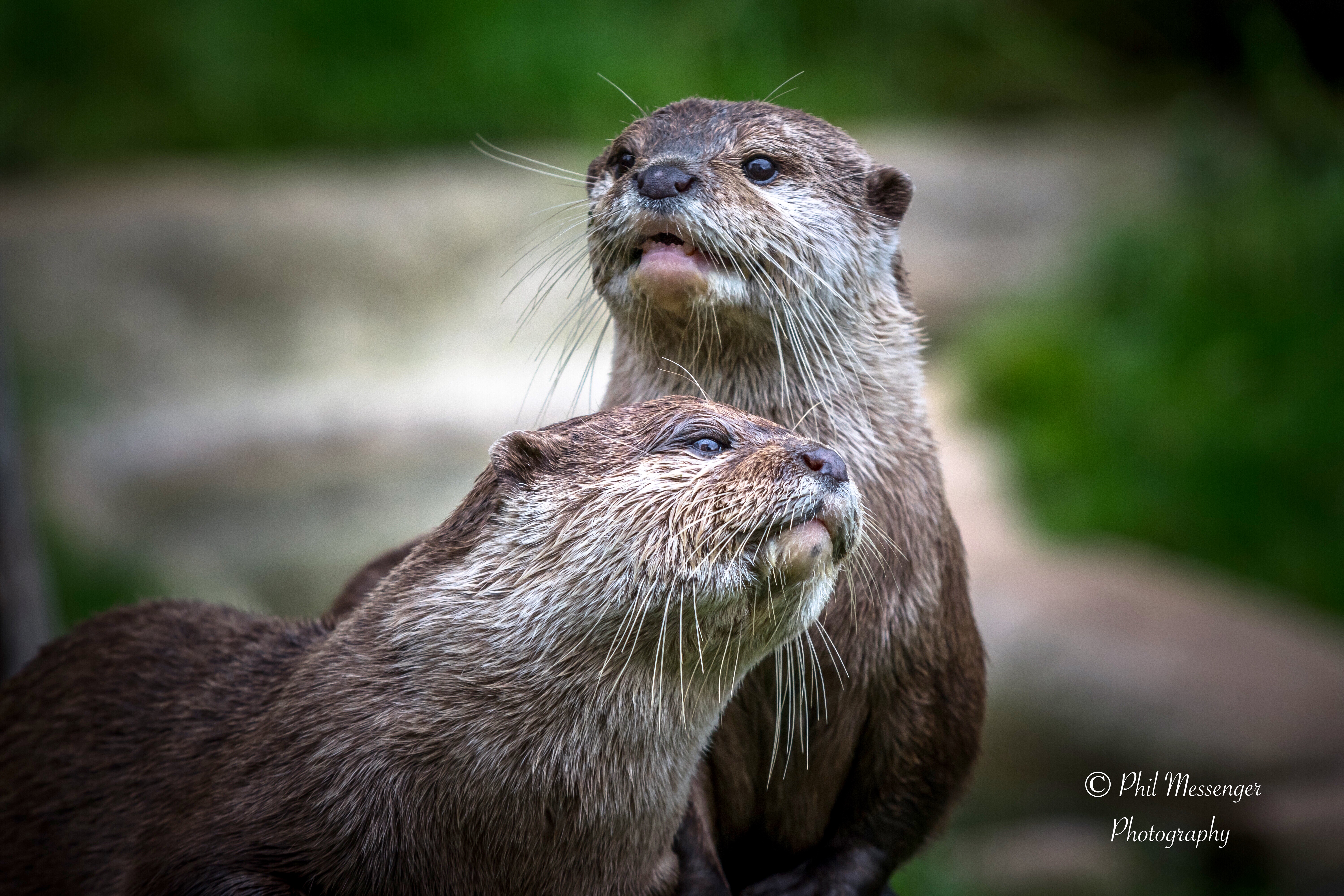 Asian Short Clawed Otters at Cotswold wildlife park, Burford, Oxfordshire.
