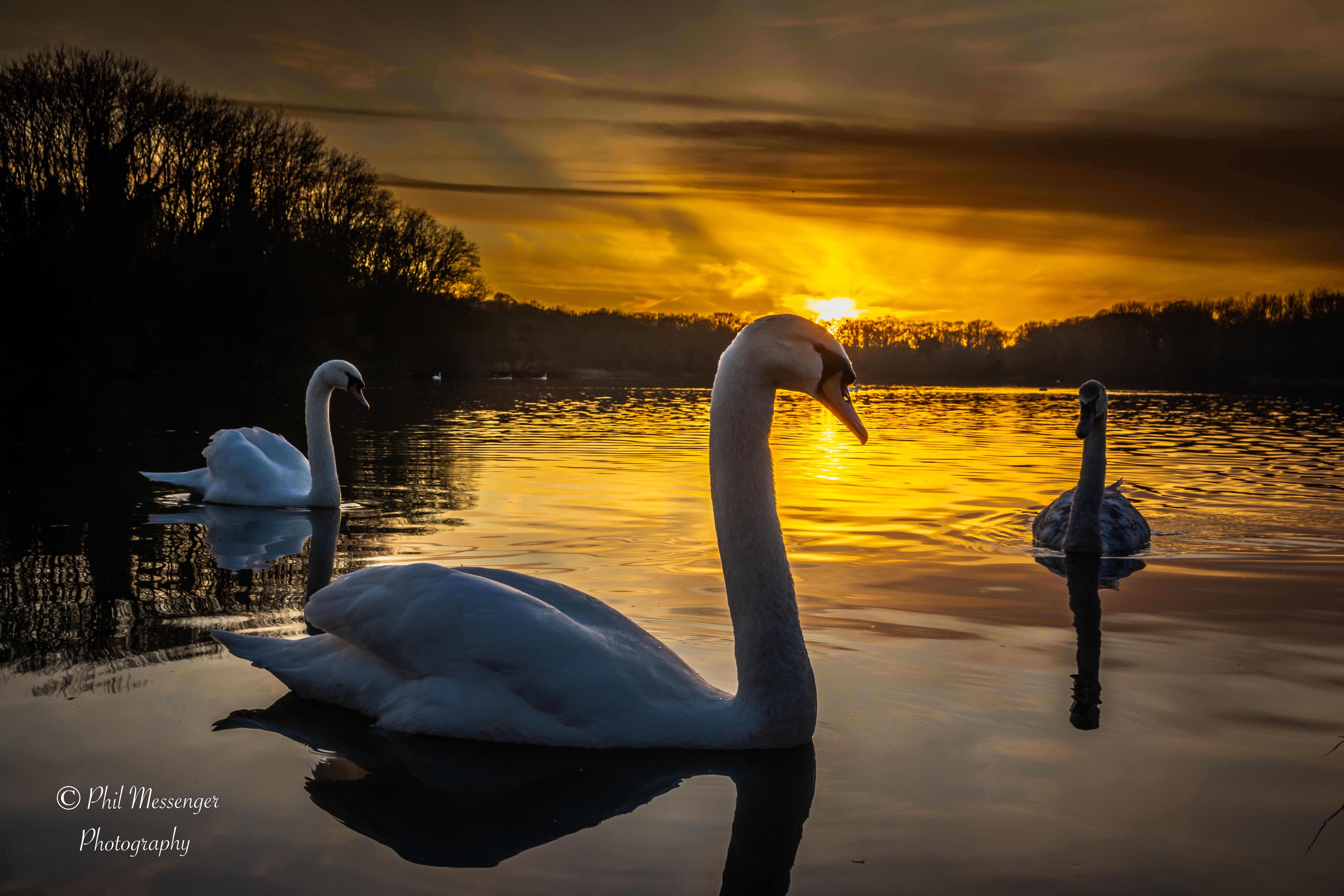 A swan shots as the sun was setting at Coate Water, Swindon today