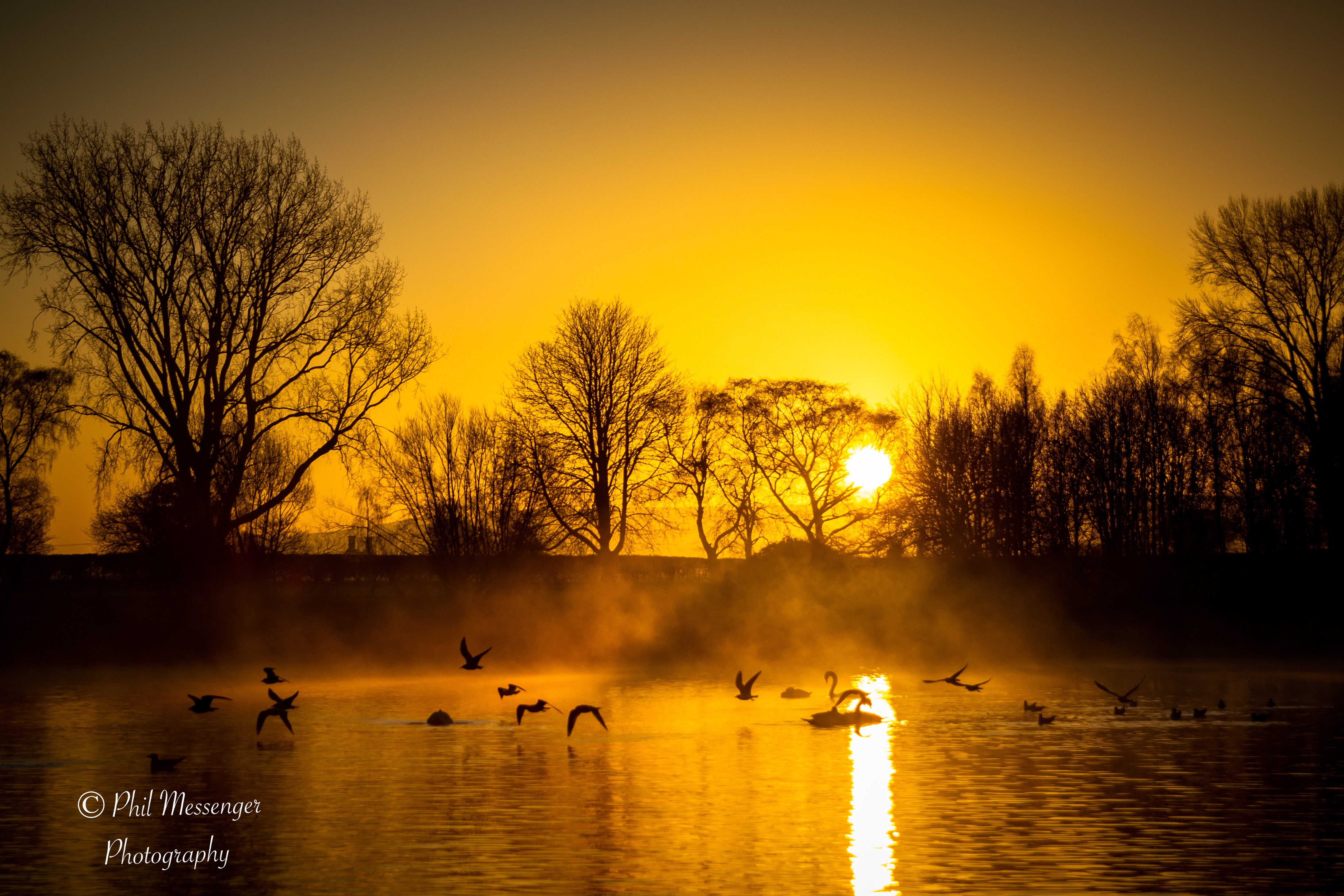 Birds bustling into life as the sun rises at Coate, Water, Swindon.