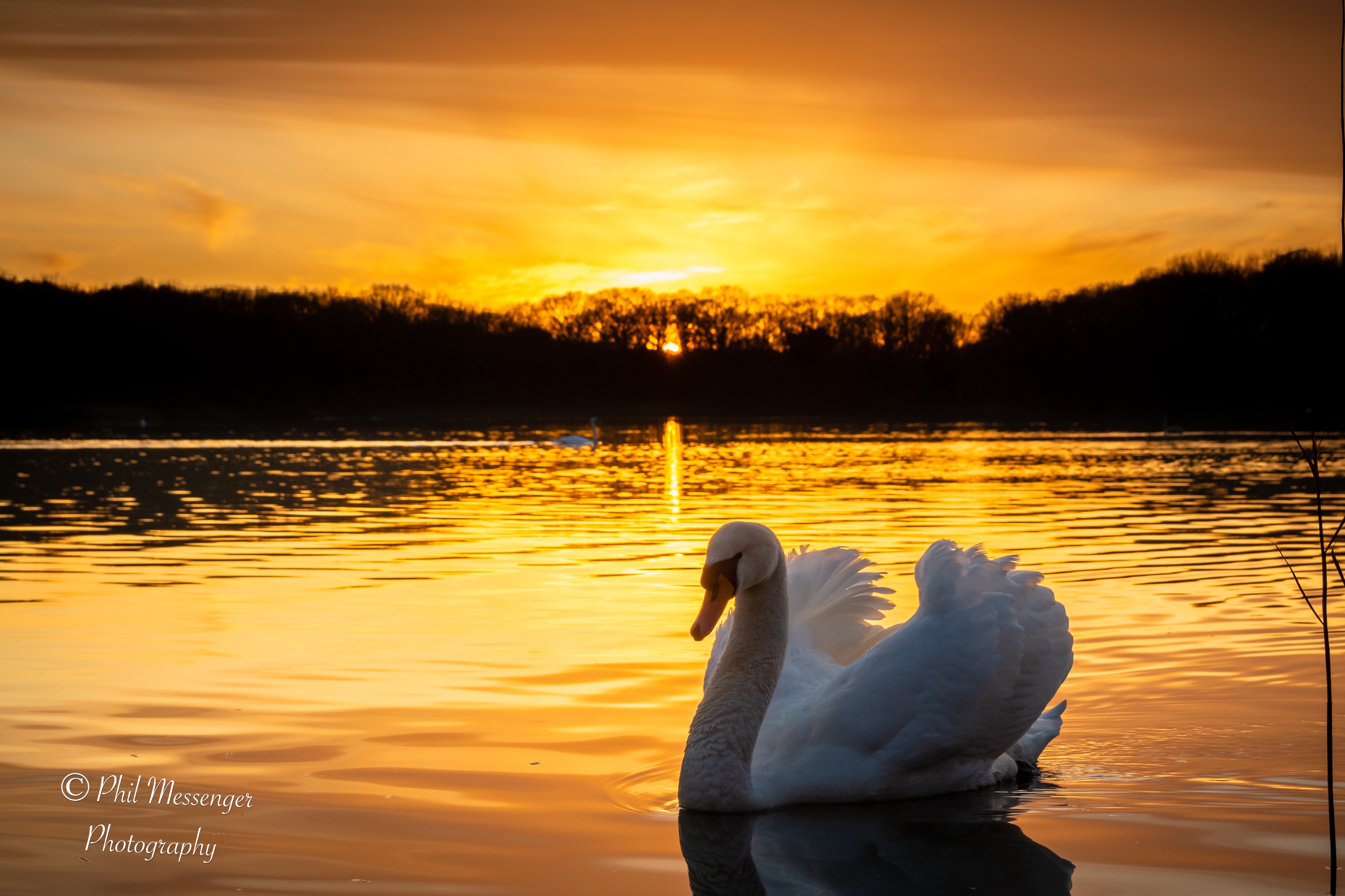 A mute swan at sunset