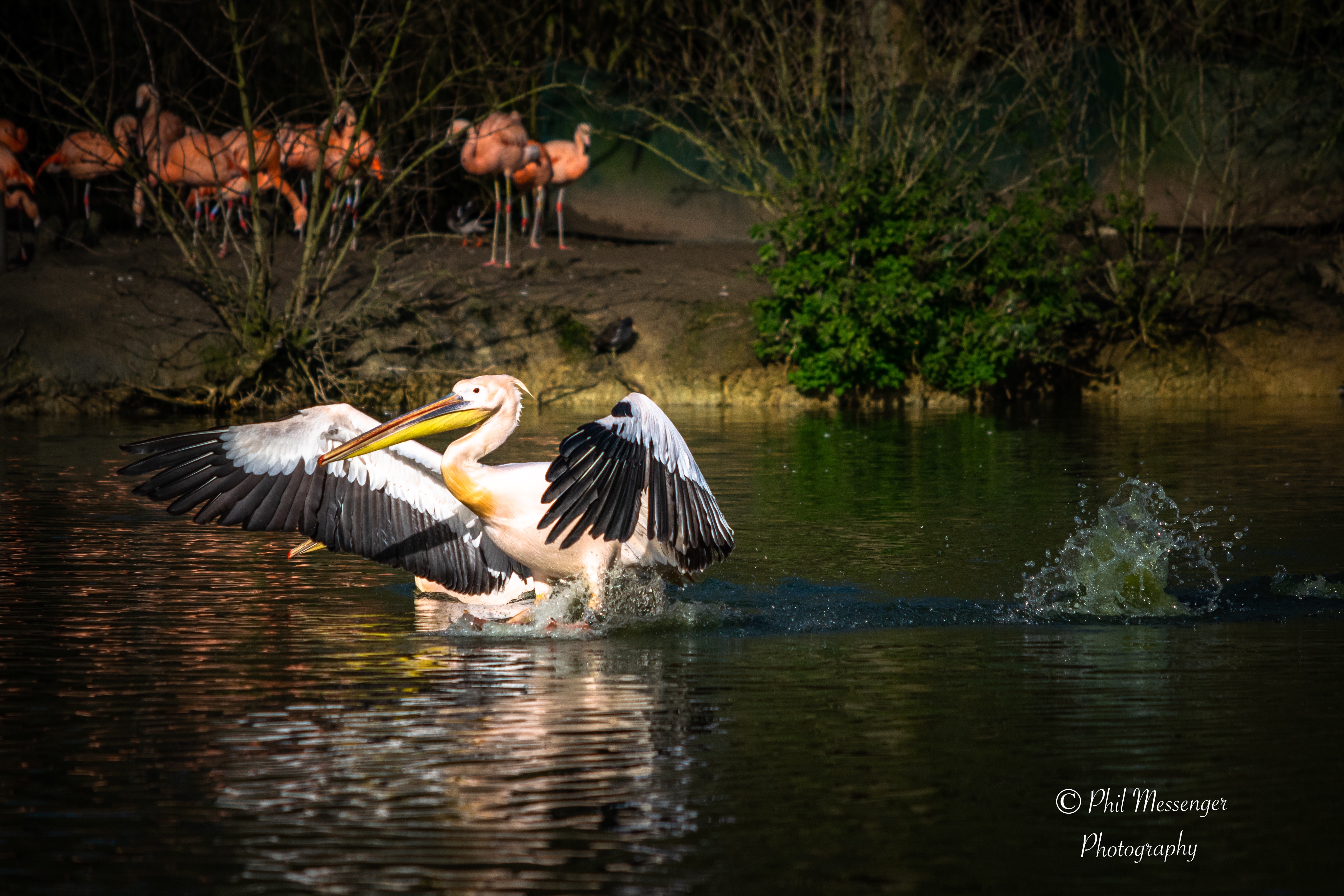 A pelican at Cotswold wildlife park, Burford, Oxfordshire.