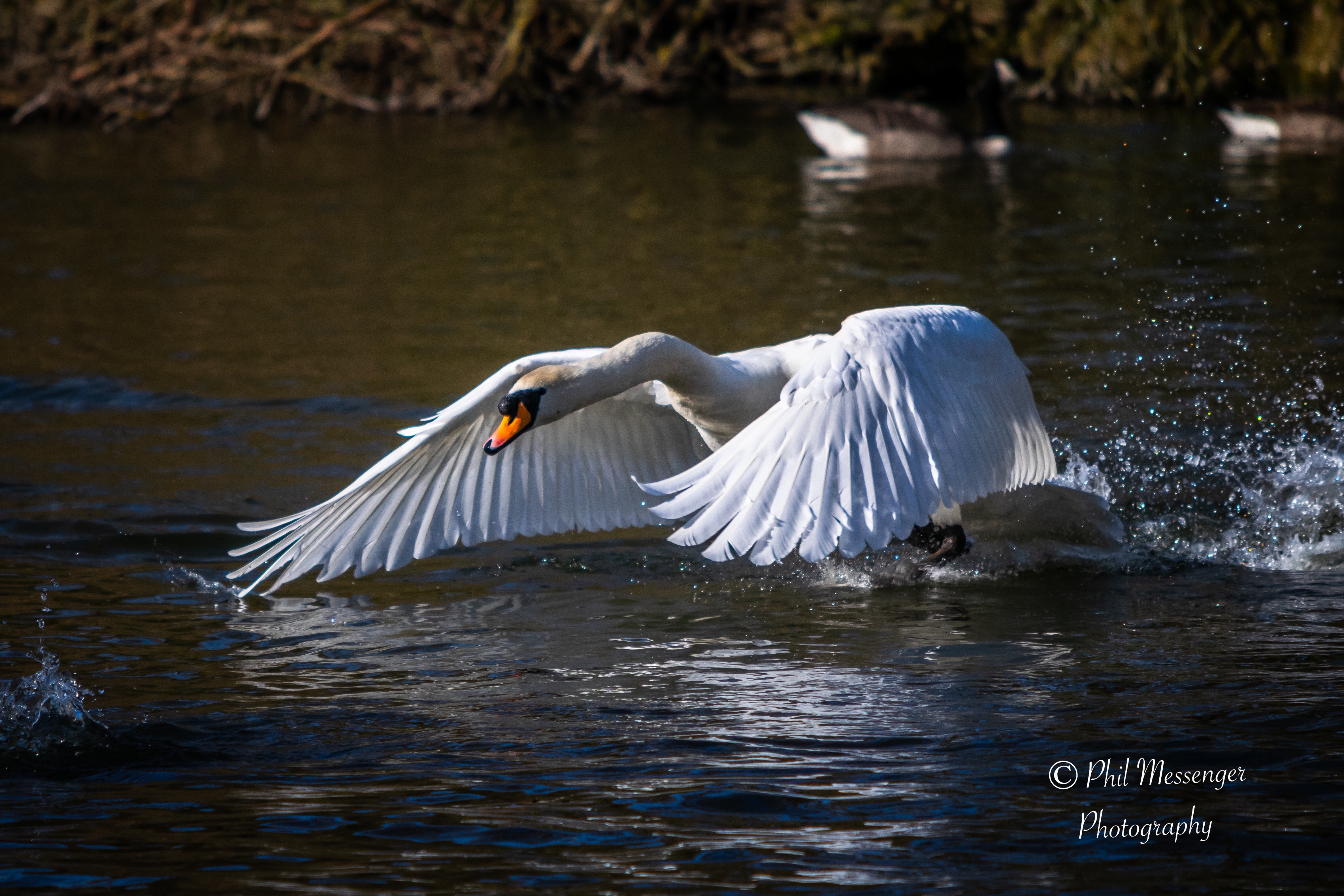 Mute Swan chasing a goose