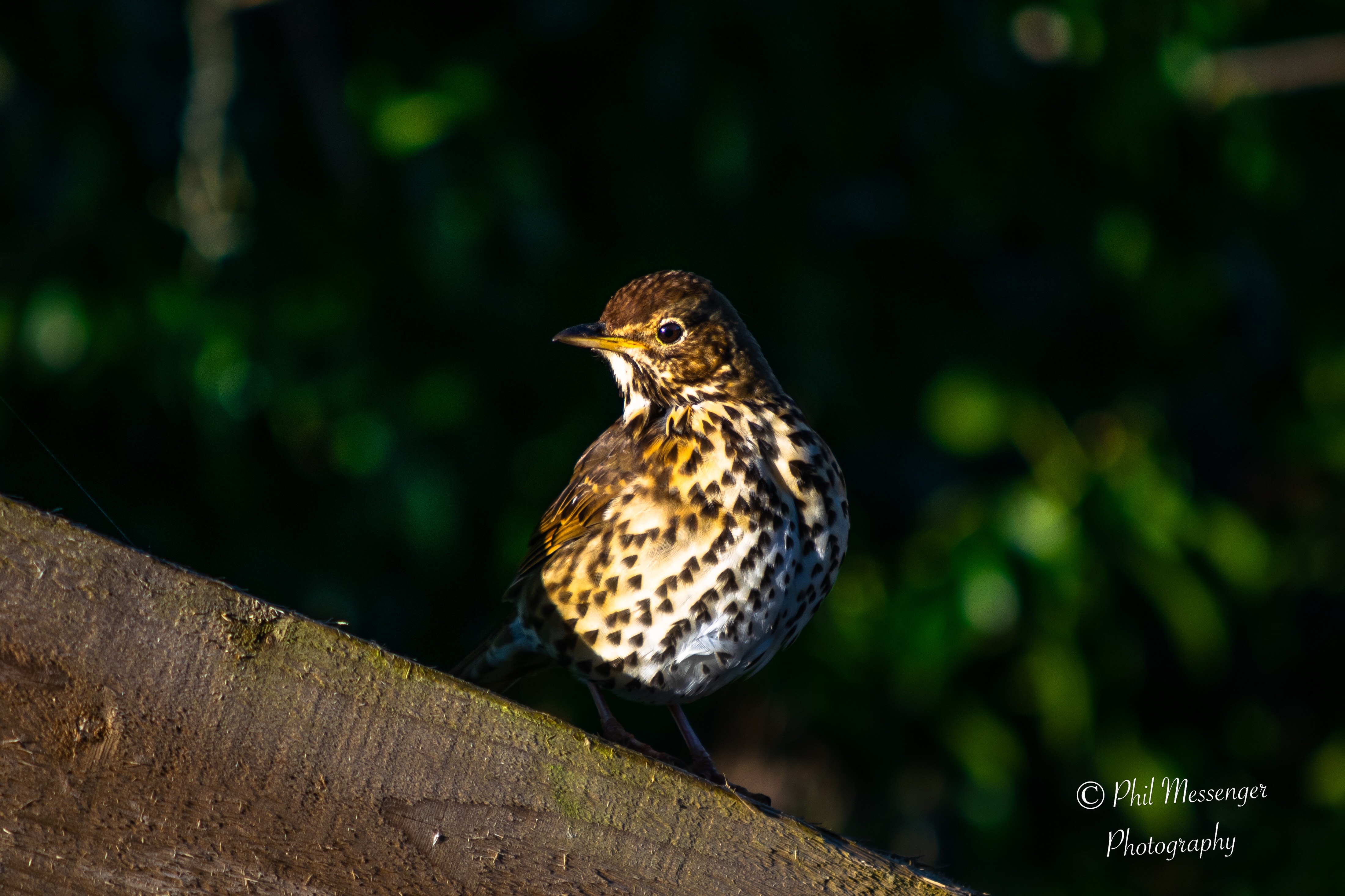 A song Thrush in early morning sunshine 