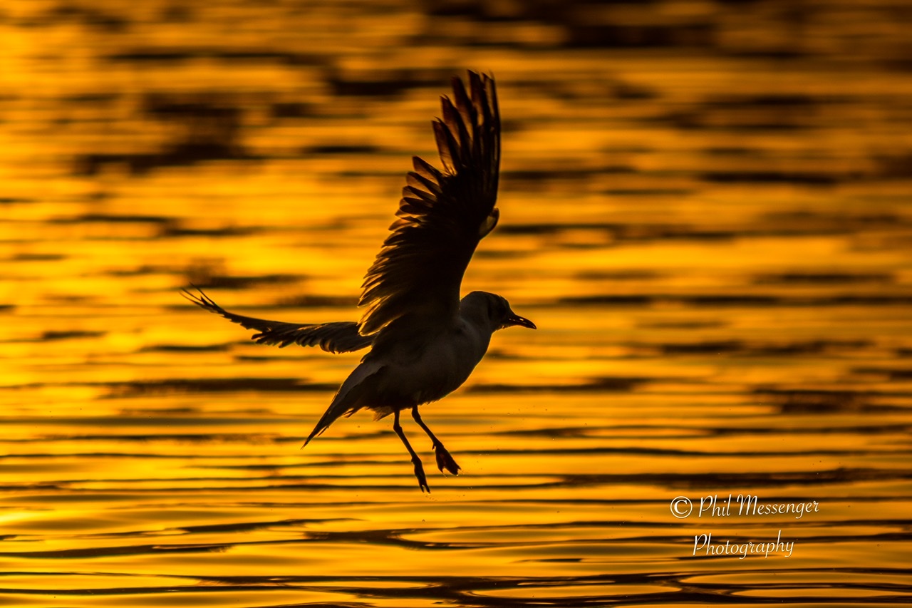 A gull silhouette against a golden sunrise