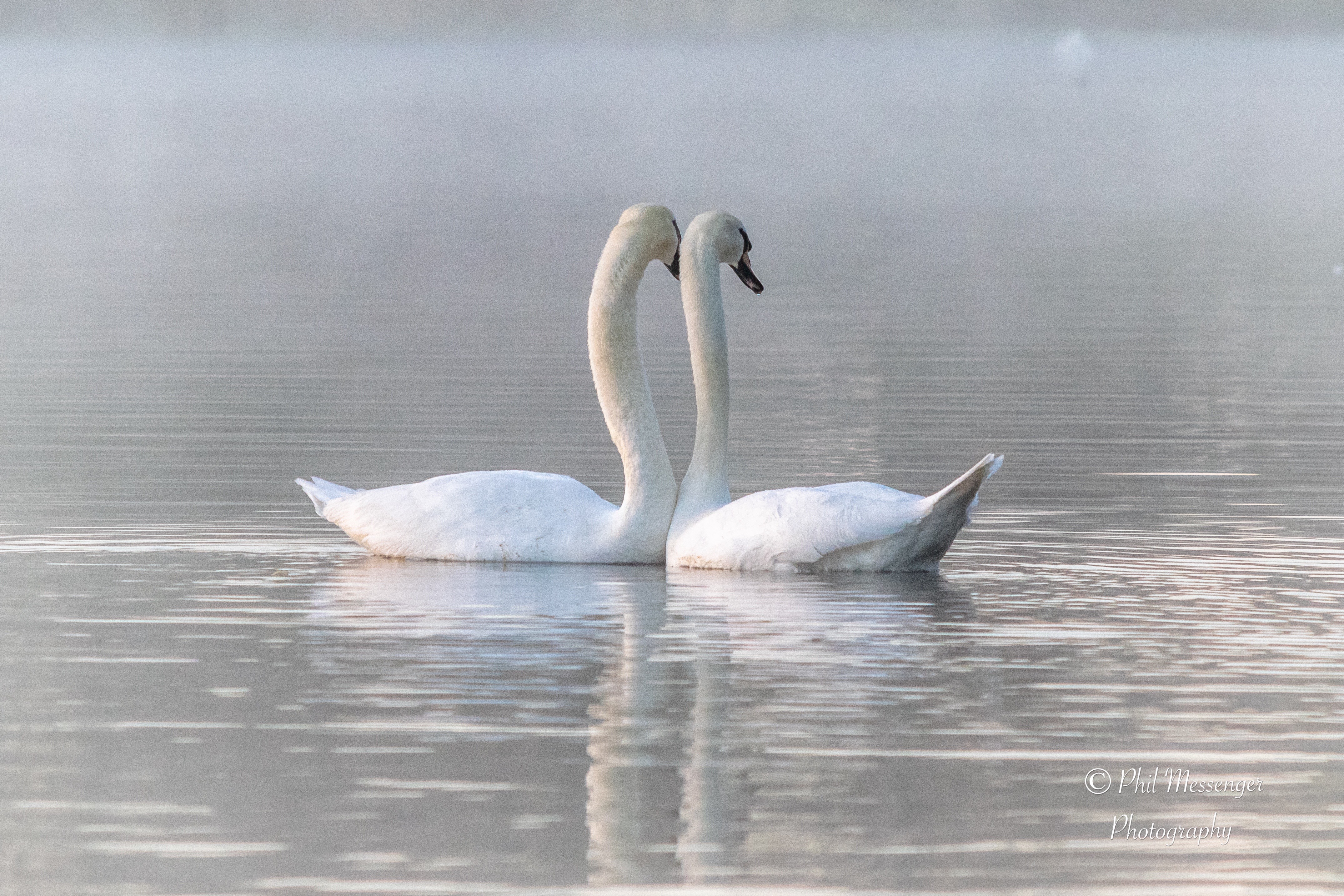 A pair of Swans on a cold misty morning
