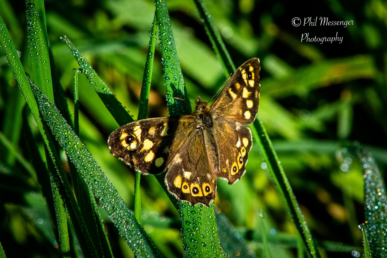 Speckled wood butterfly (Pararge aegeria) in the early morning sunshine.