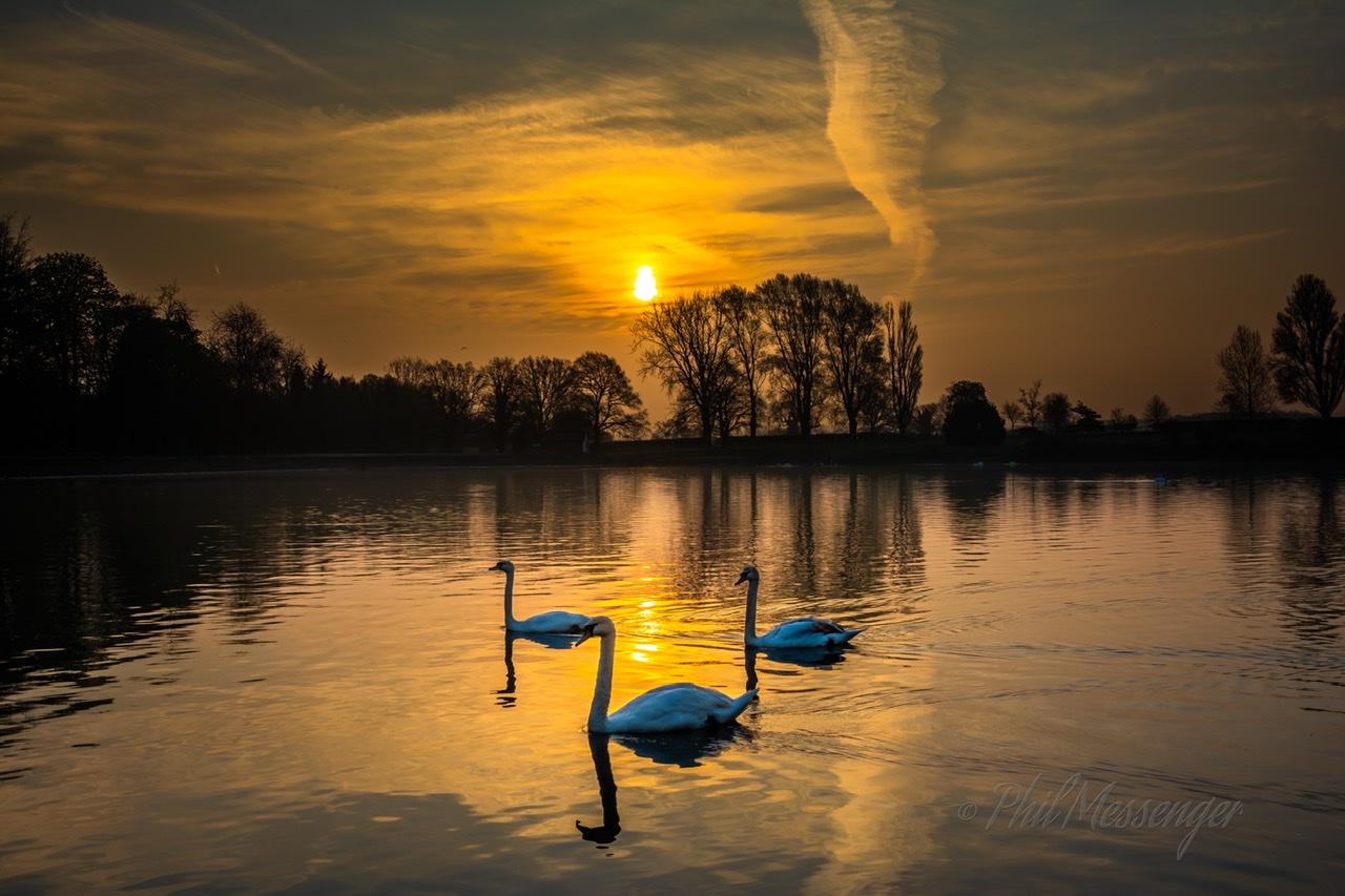 A trio of Swans gracing this  Sunrise at Coate Water Swindon.