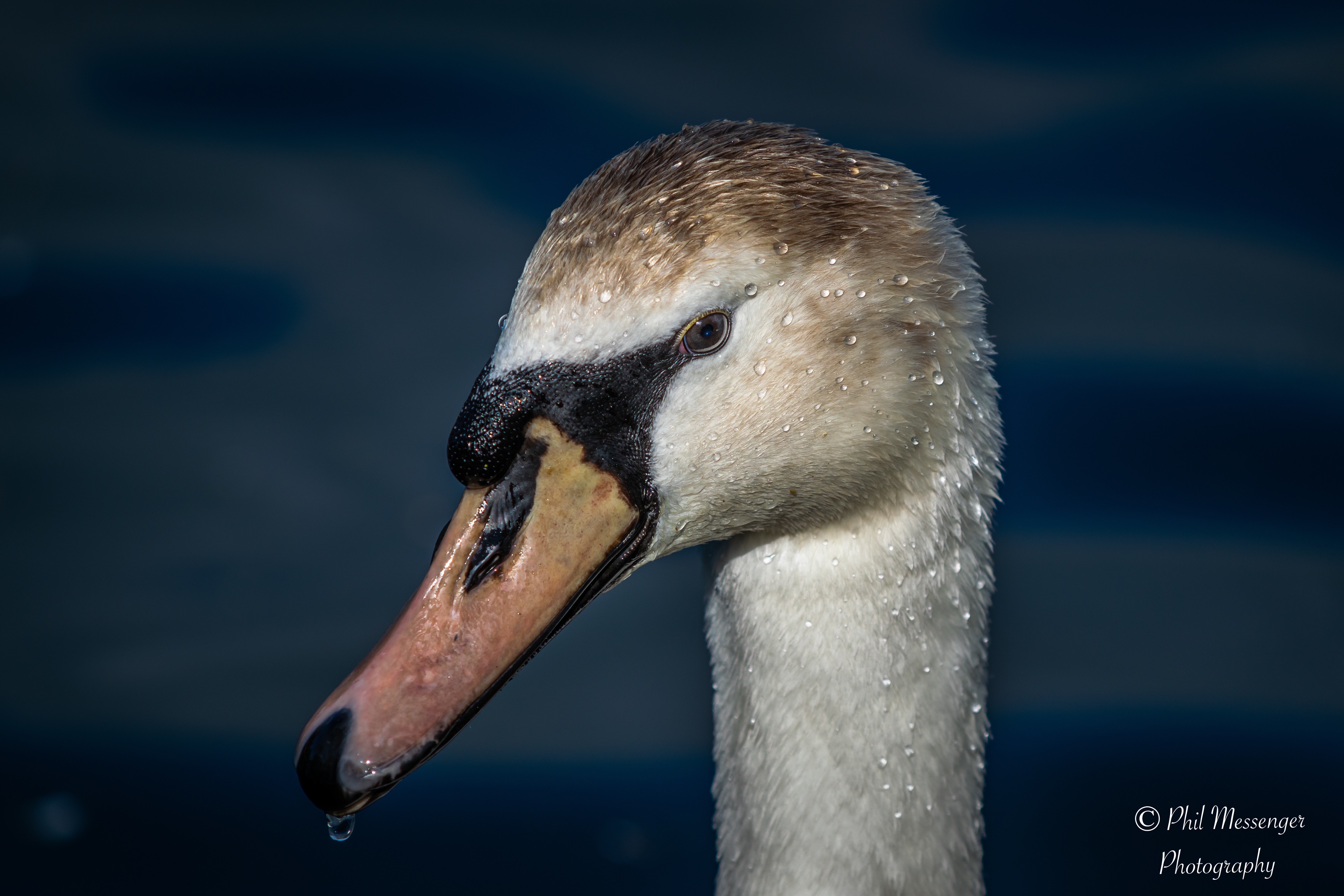 A swan head shot taken yesterday at Coate Water park, Swindon.