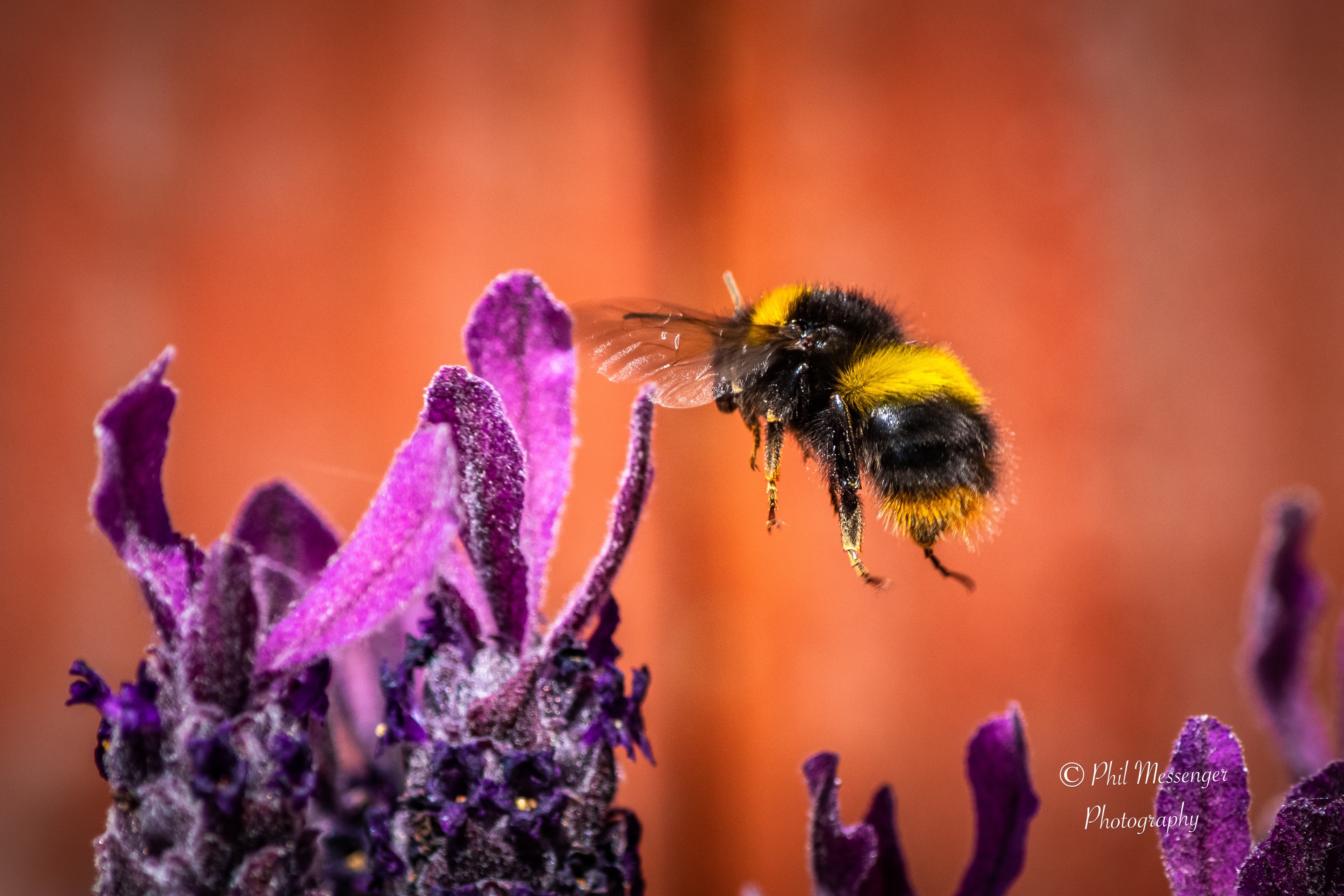 Busy bumble bee in the garden
