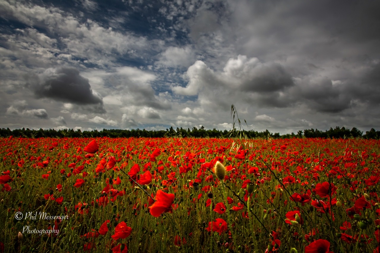 Poppies in the Cotswolds, England.