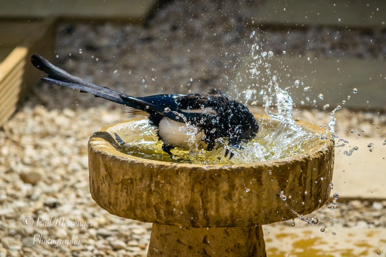A magpie enjoying a bird bath.