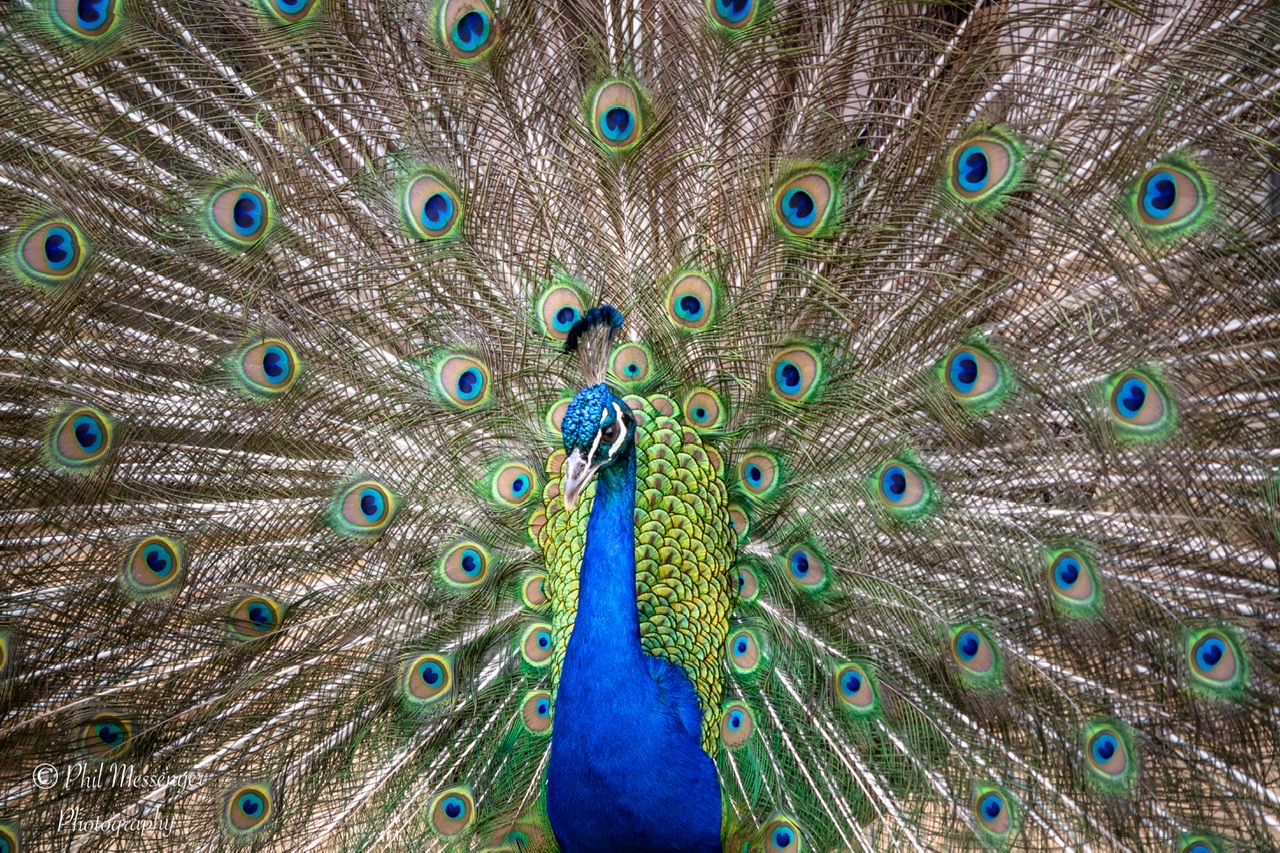 A beautiful Peacock at Cotswold wildlife park today ðŸ™‚