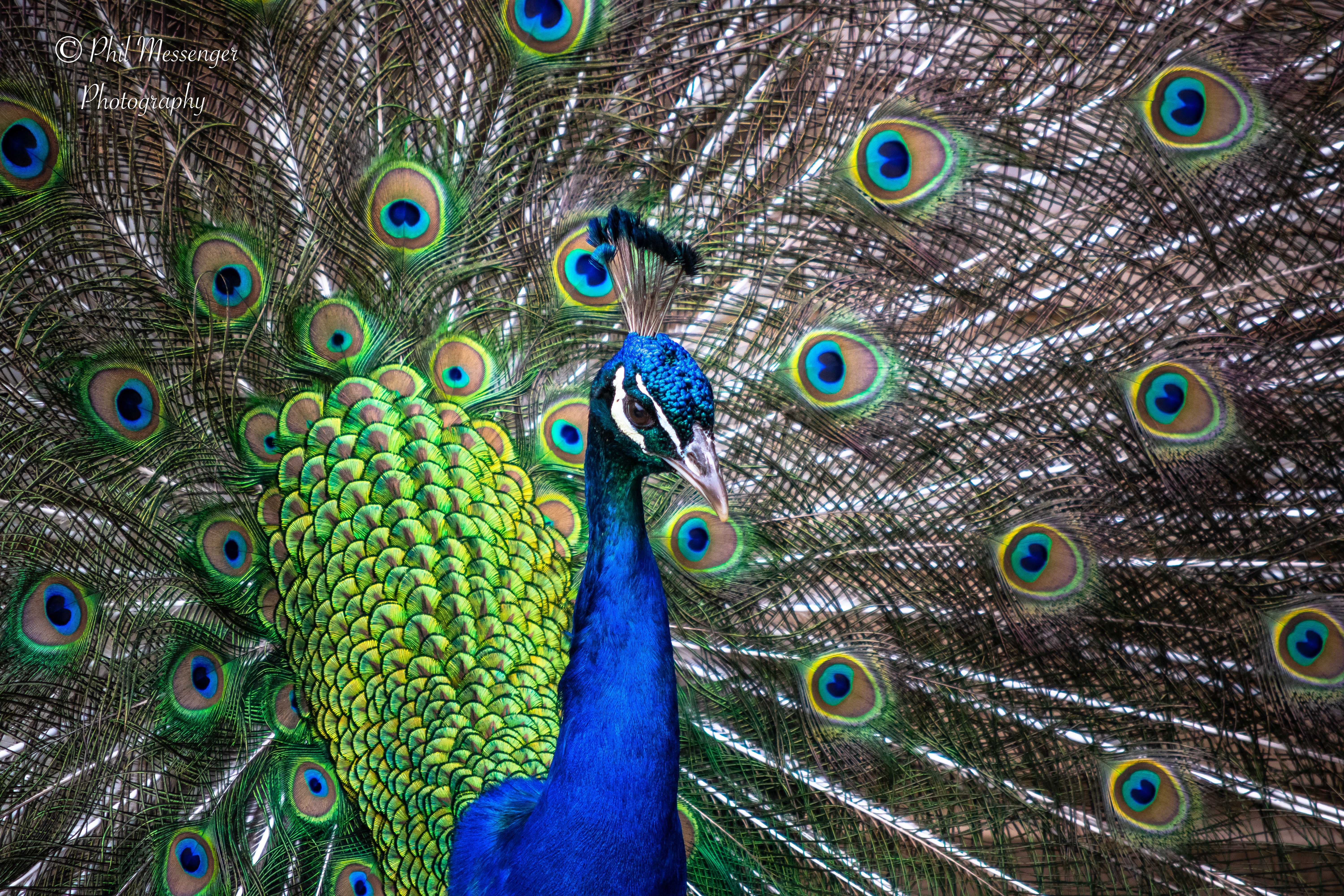 A beautiful Peacock at Cotswold wildlife park today ðŸ™‚