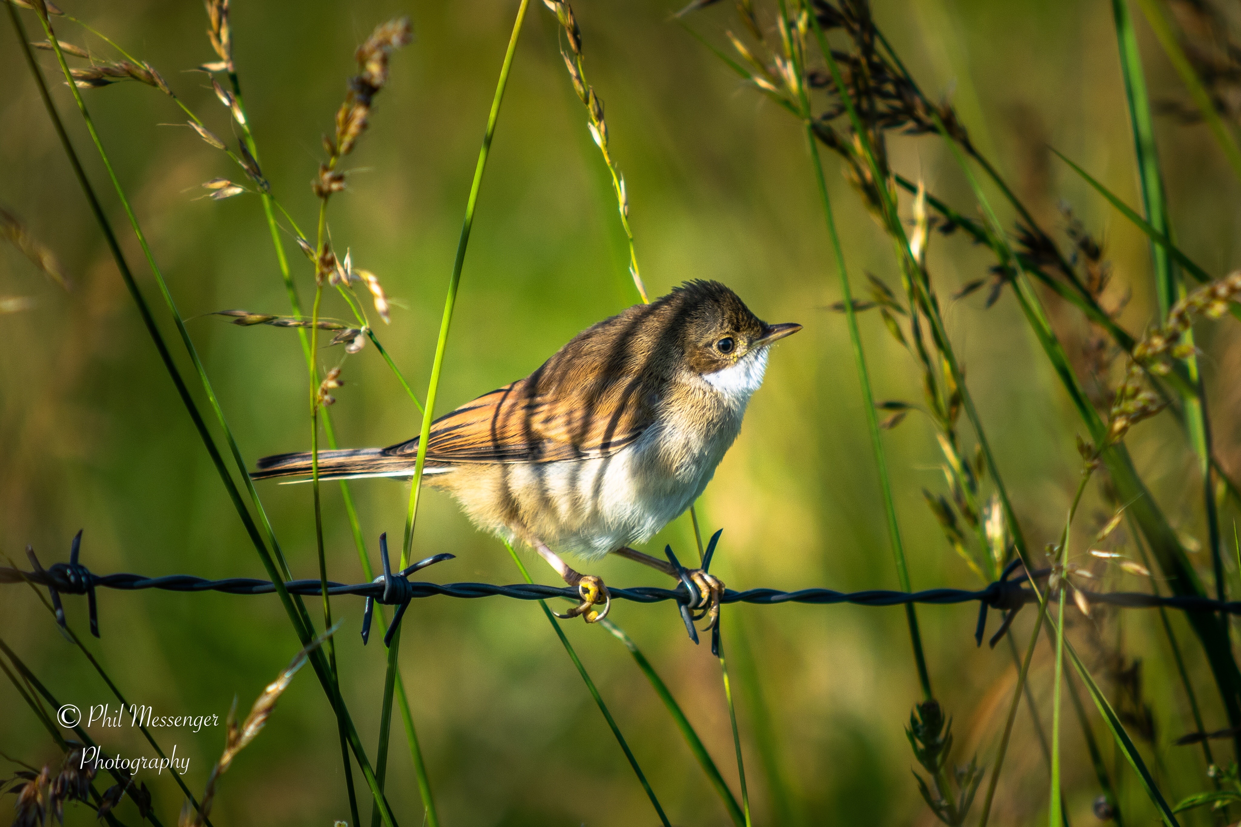 A whitethroat on a barbed wire fence.