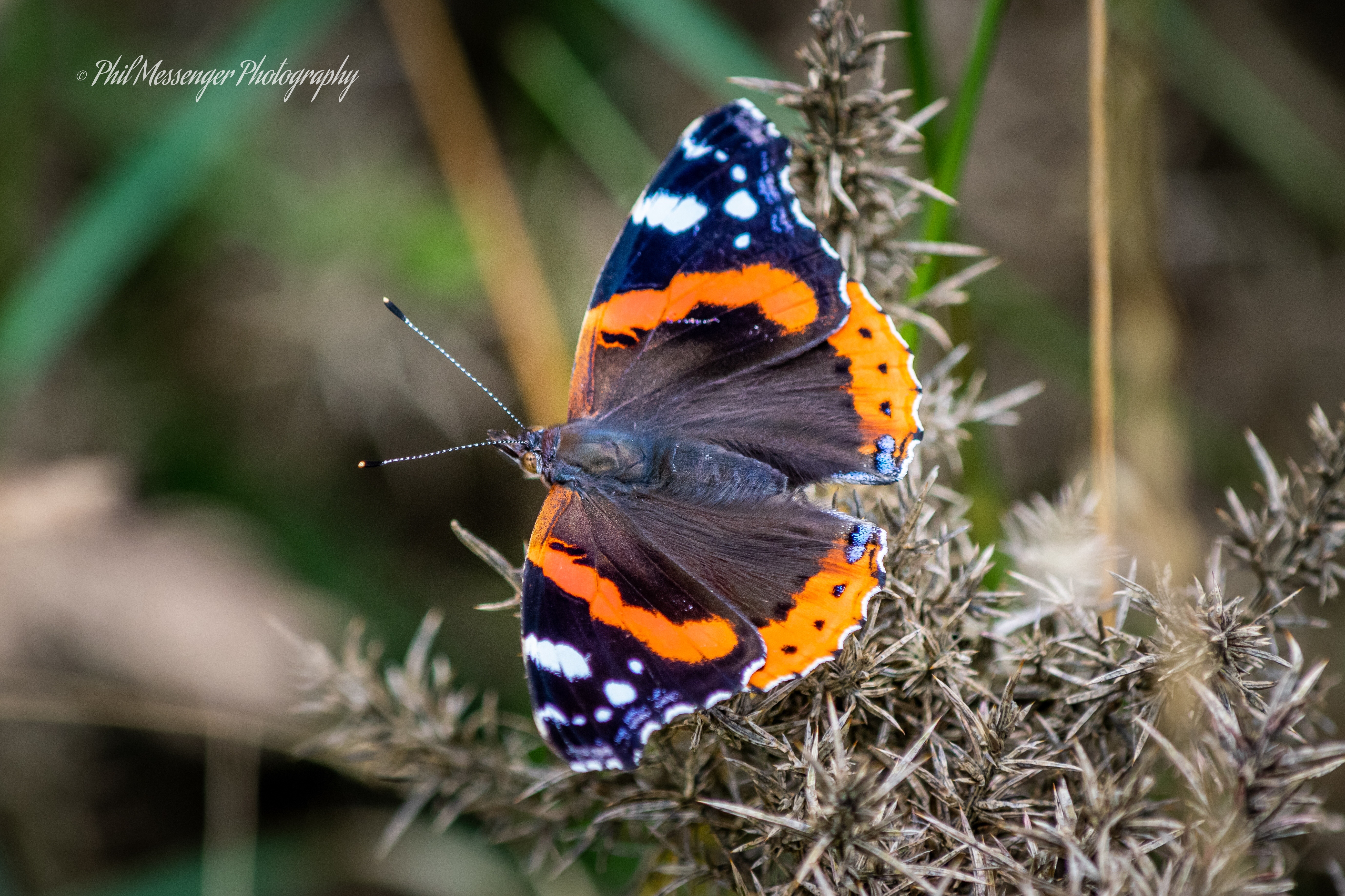 Red Admiral butterfly at Fyfield Down Wiltshire.