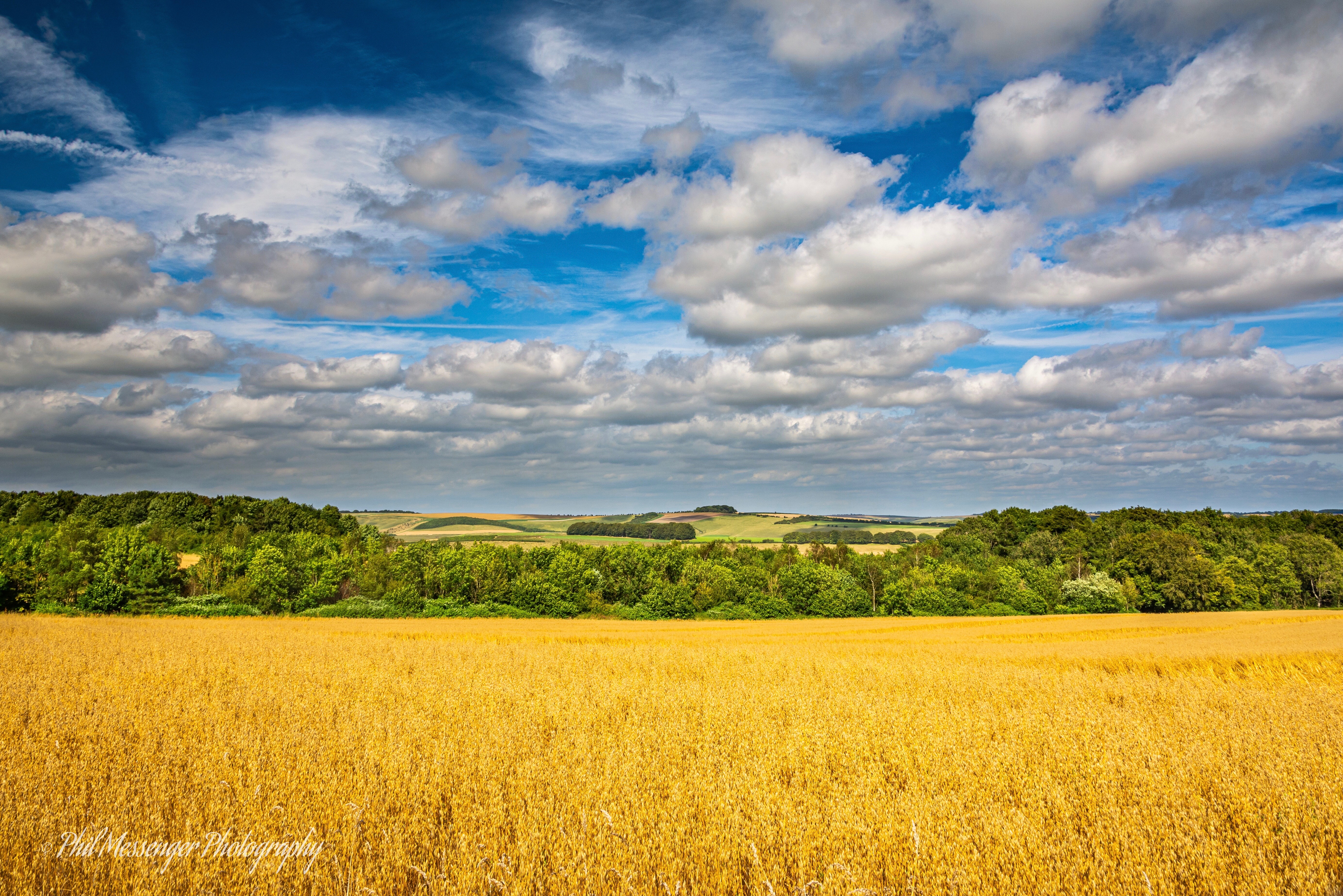 Golden crops, green trees and summer skies at Fyfield Down Wiltshire.